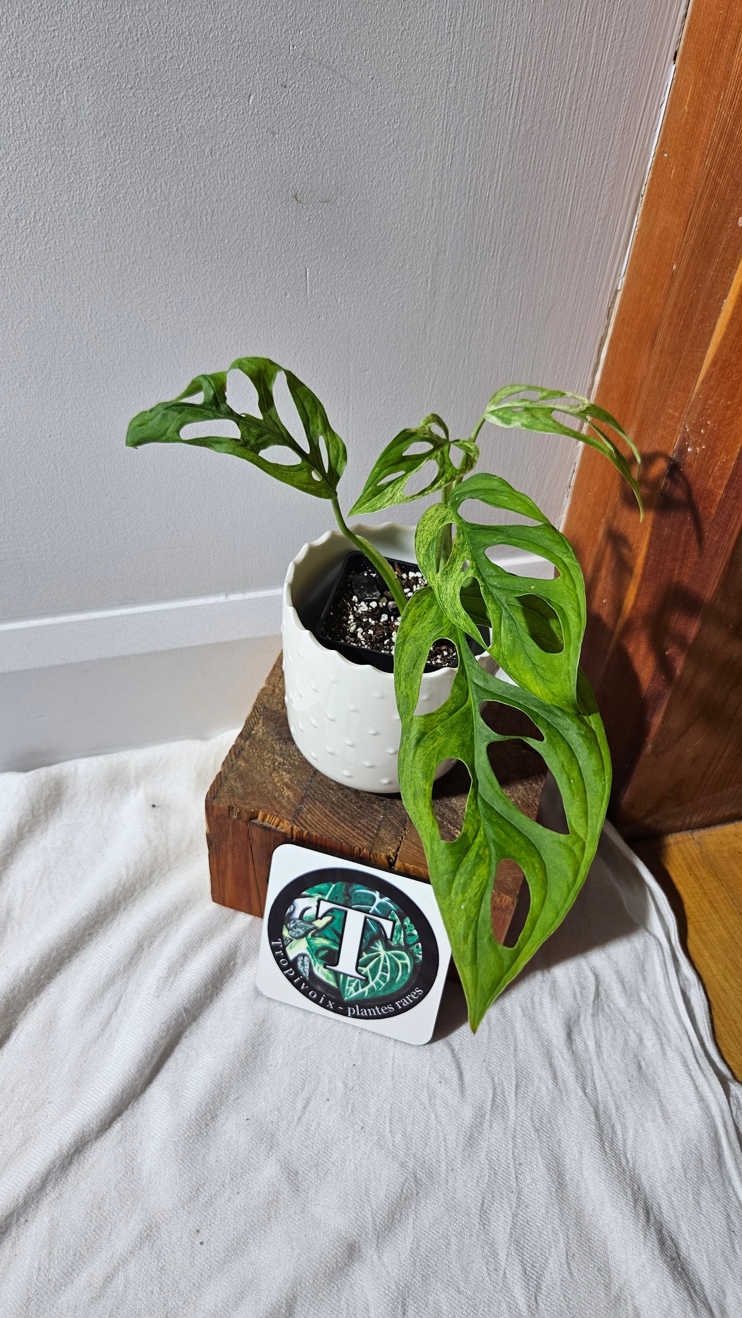 Monstera Andasonii Mint/Indo (MON-419)