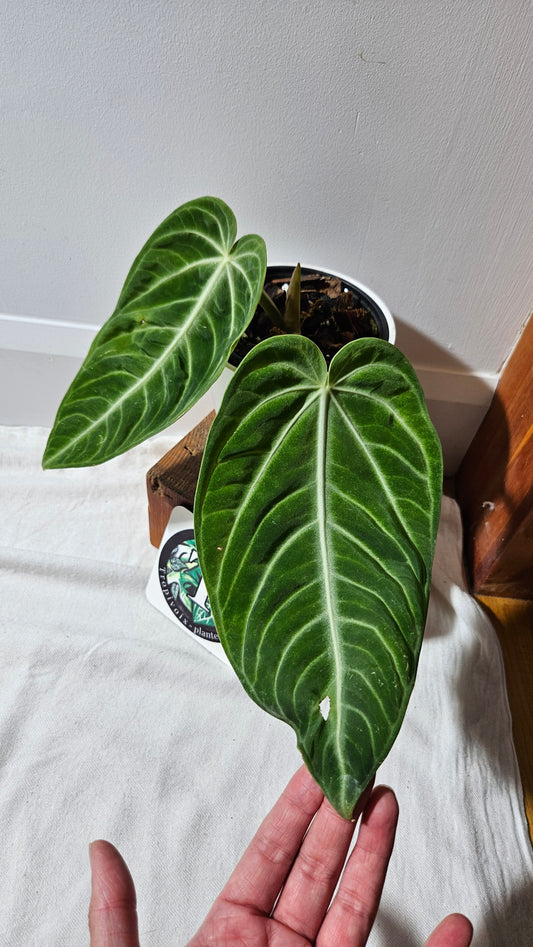 Anthurium Villenaorum Green "LARGE format" (ANT-245)