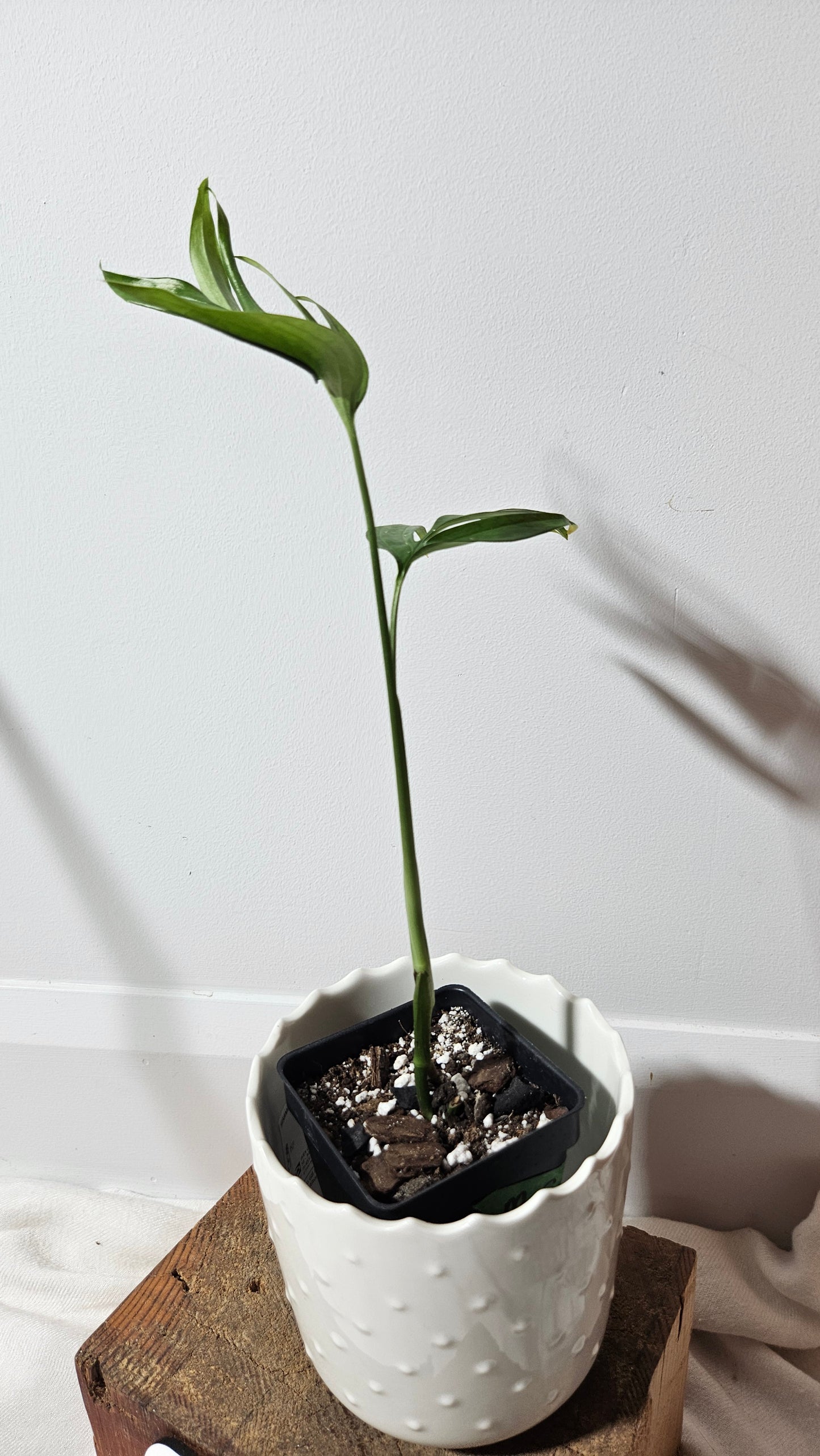 Monstera Subpinnata (MON-206)