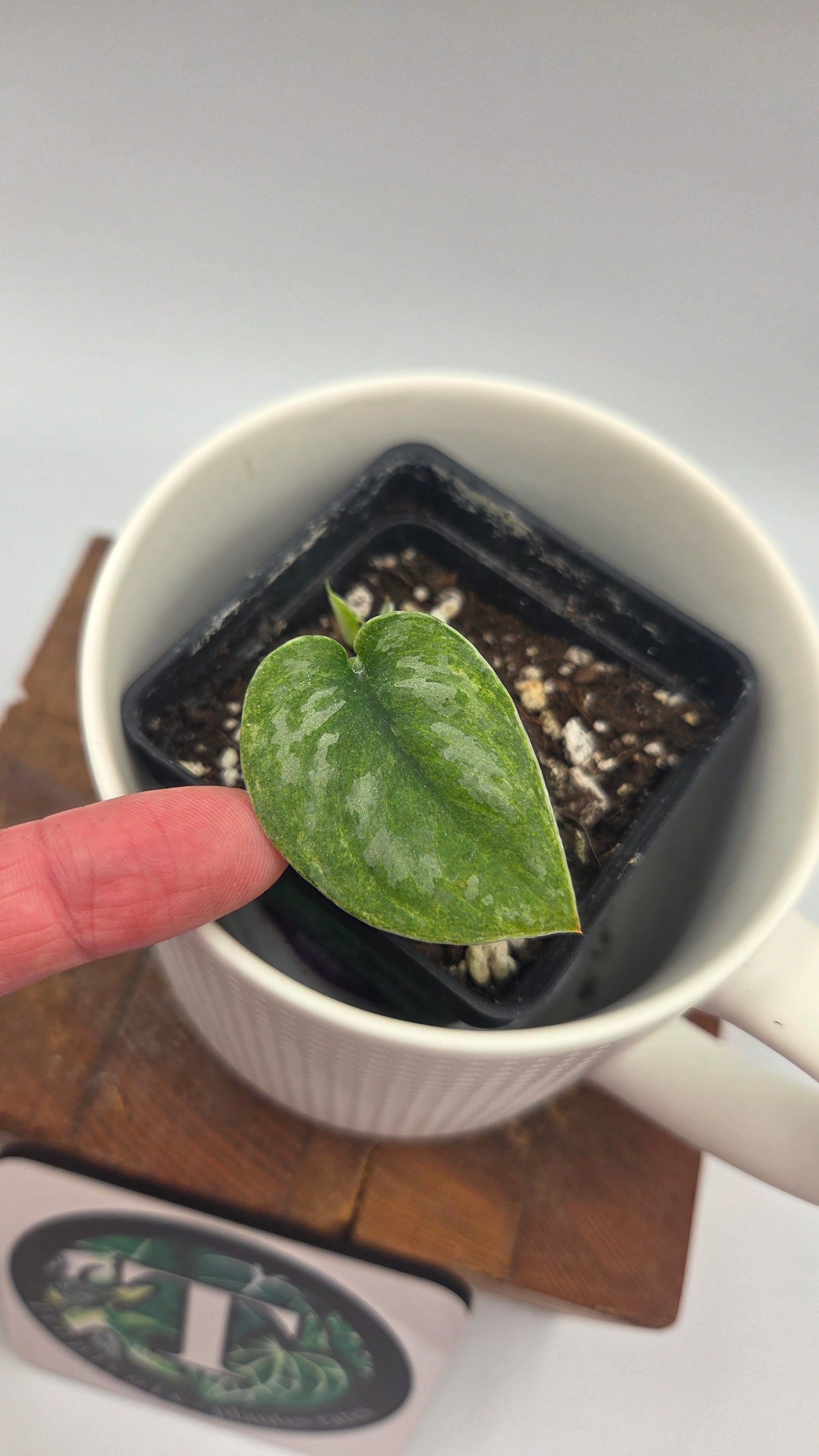 Scindapsus Blue Sky (SCI-1382)