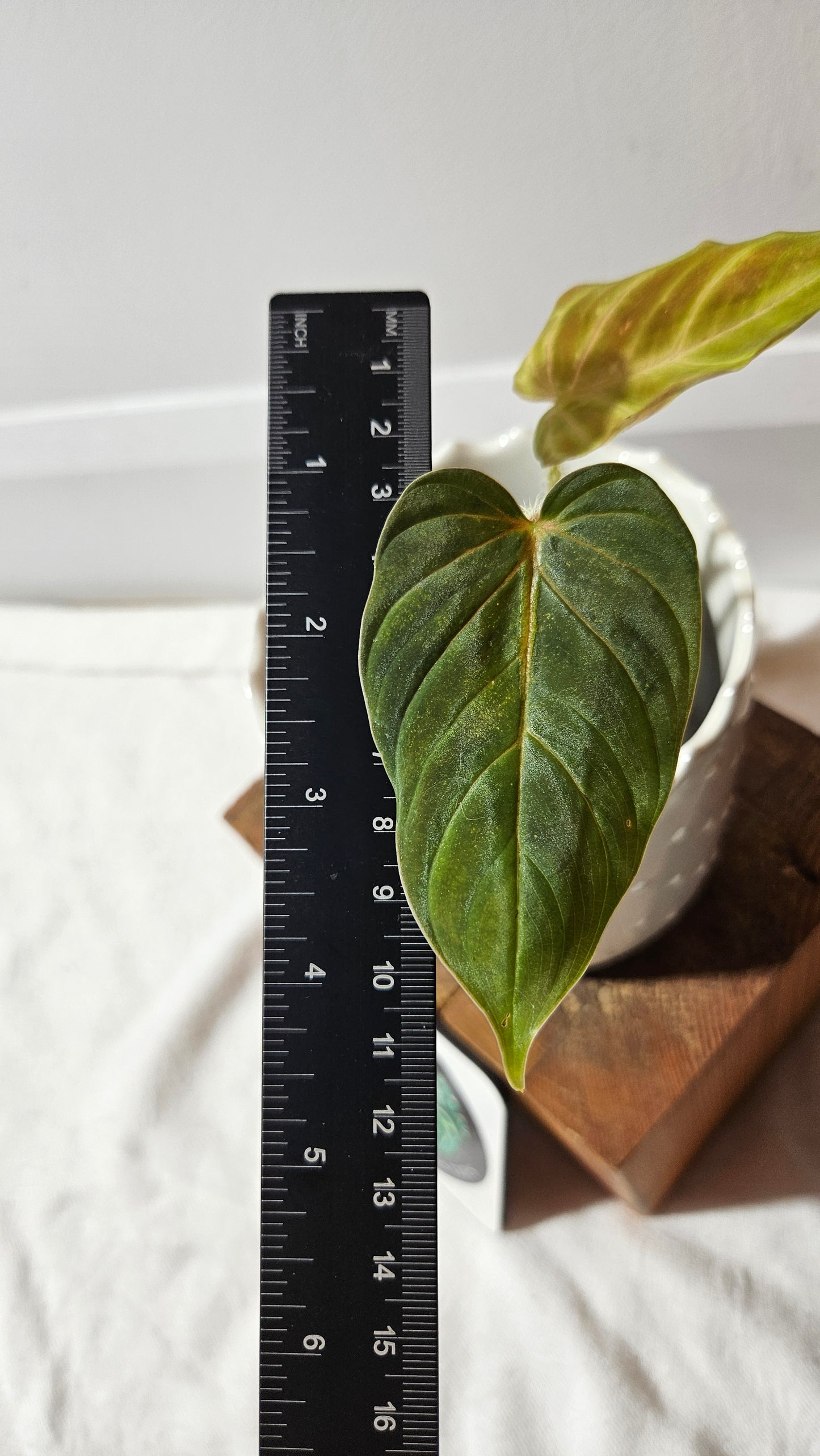 Philodendron Verrucosum Titanium (PHI-808)
