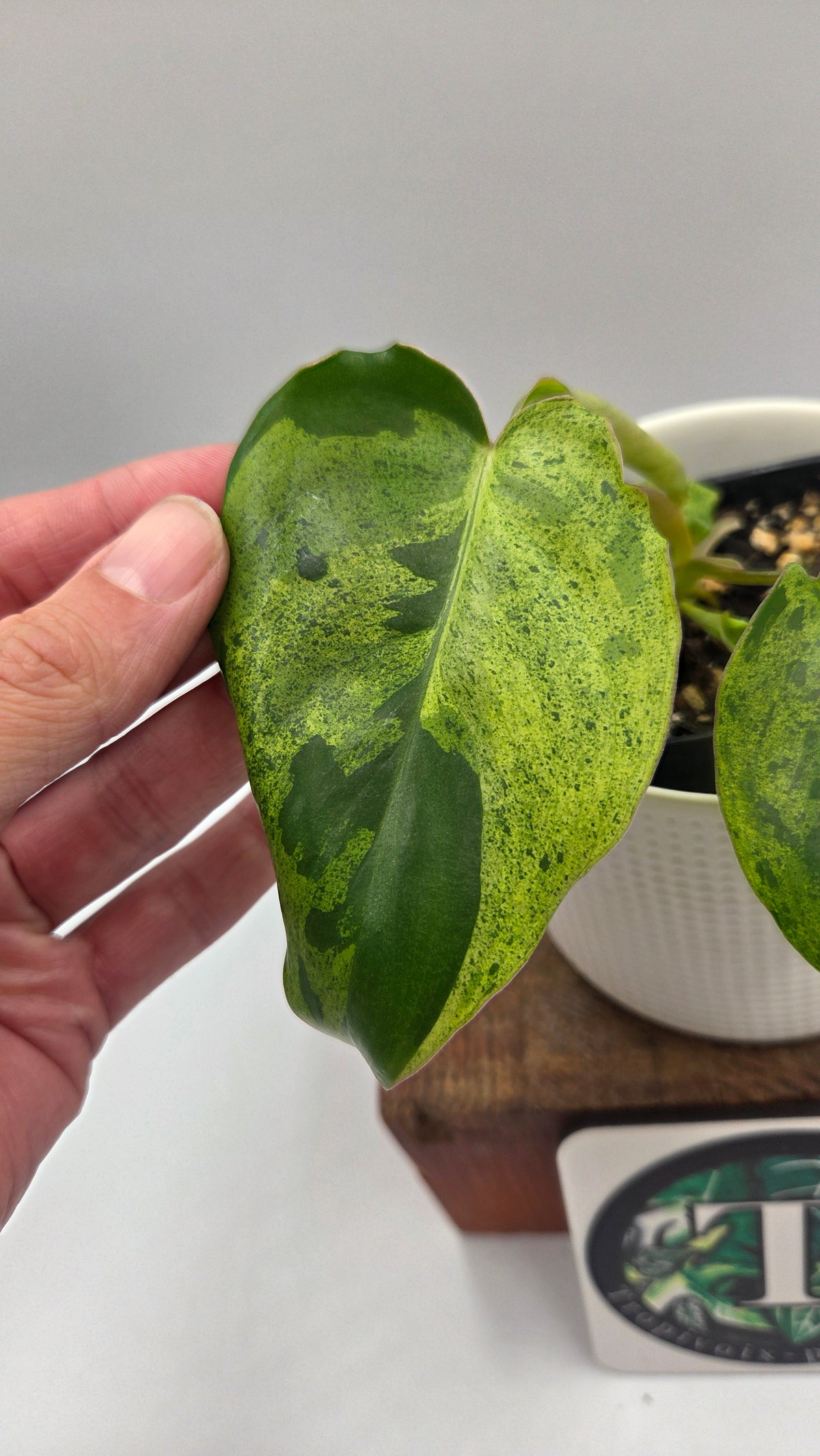 Philodendron BurleMarx Variegata  X Paraiso Verde (PHI-1088)