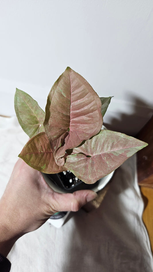 Syngonium Pink Candy(SYN-335)