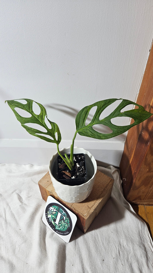 Monstera Andasonii Mint/Indo (MON-349)