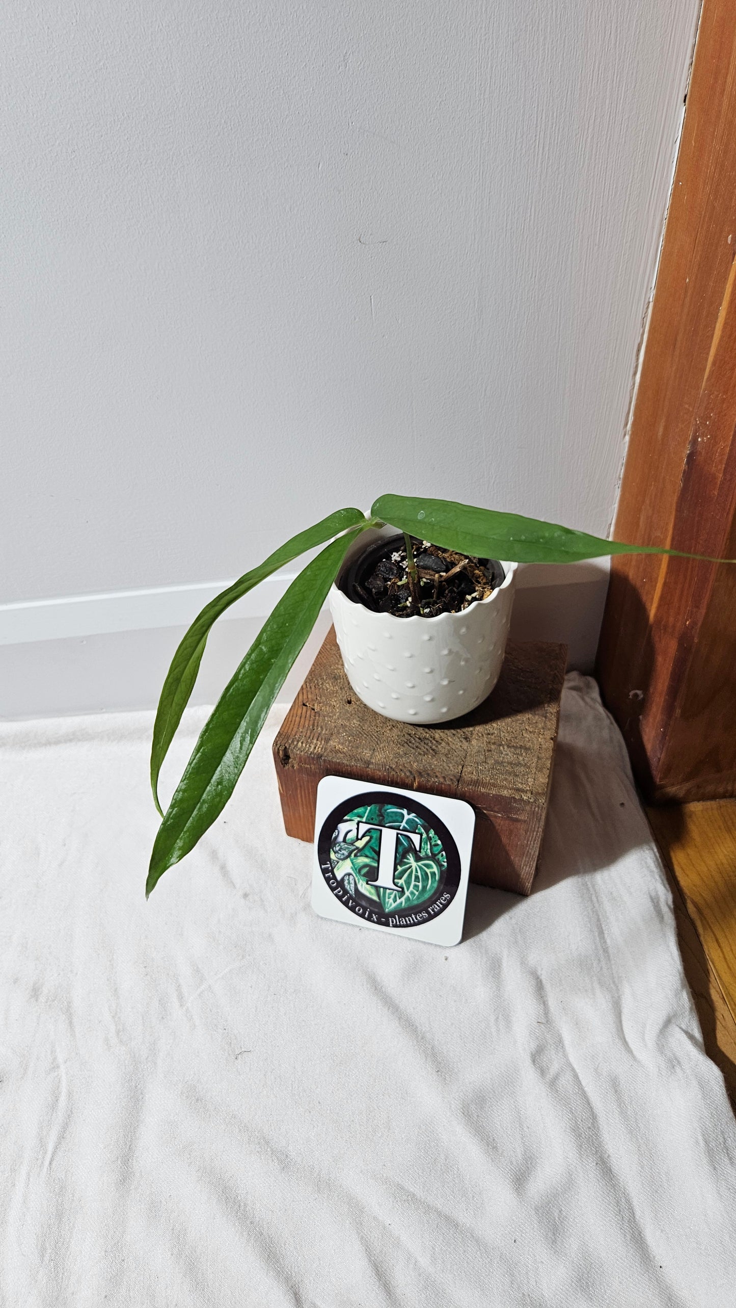 Anthurium Polydactylum "format MOYEN" (ANT-126)