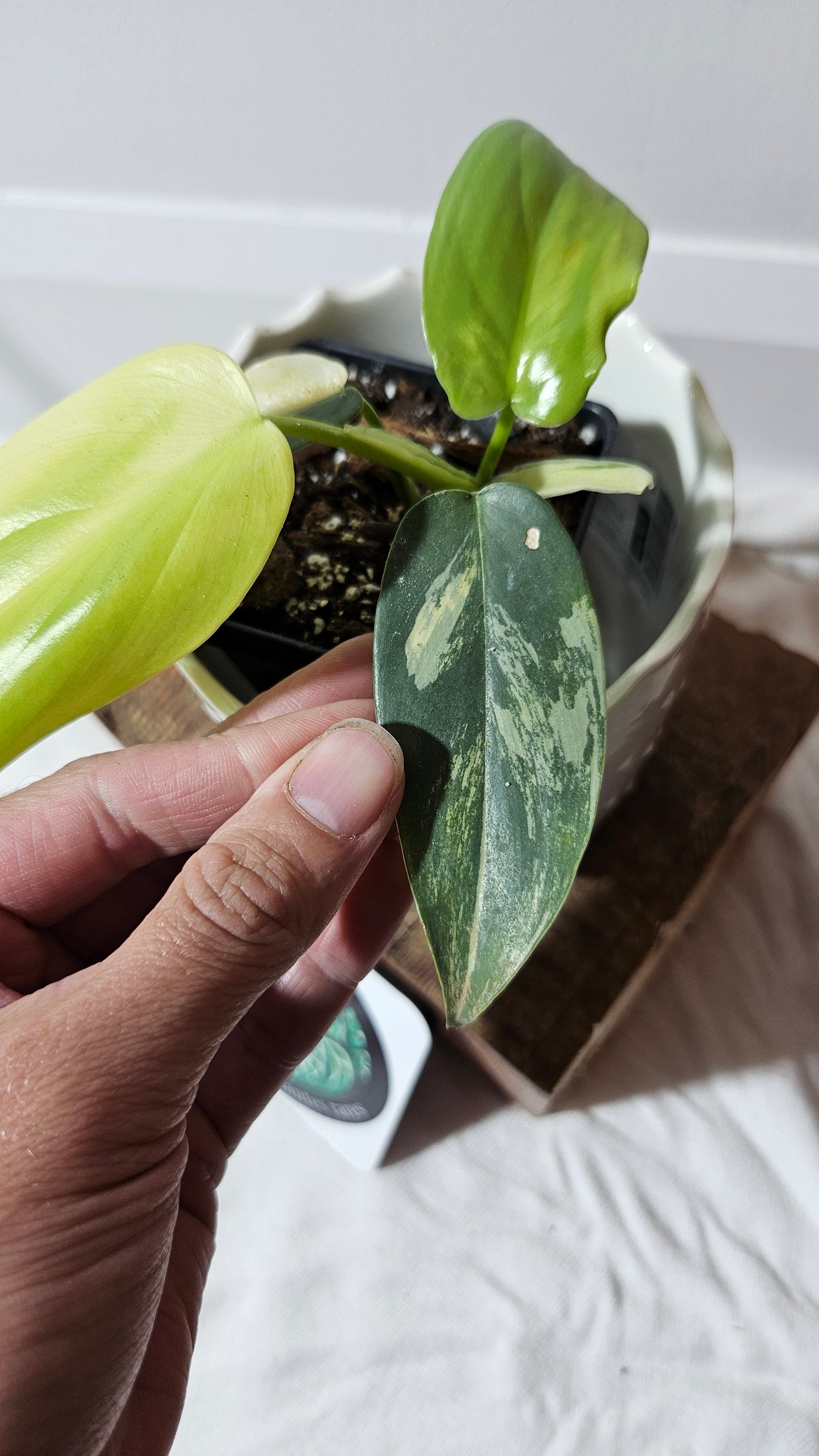 Philodendron Violin Variegata (PHI-276)