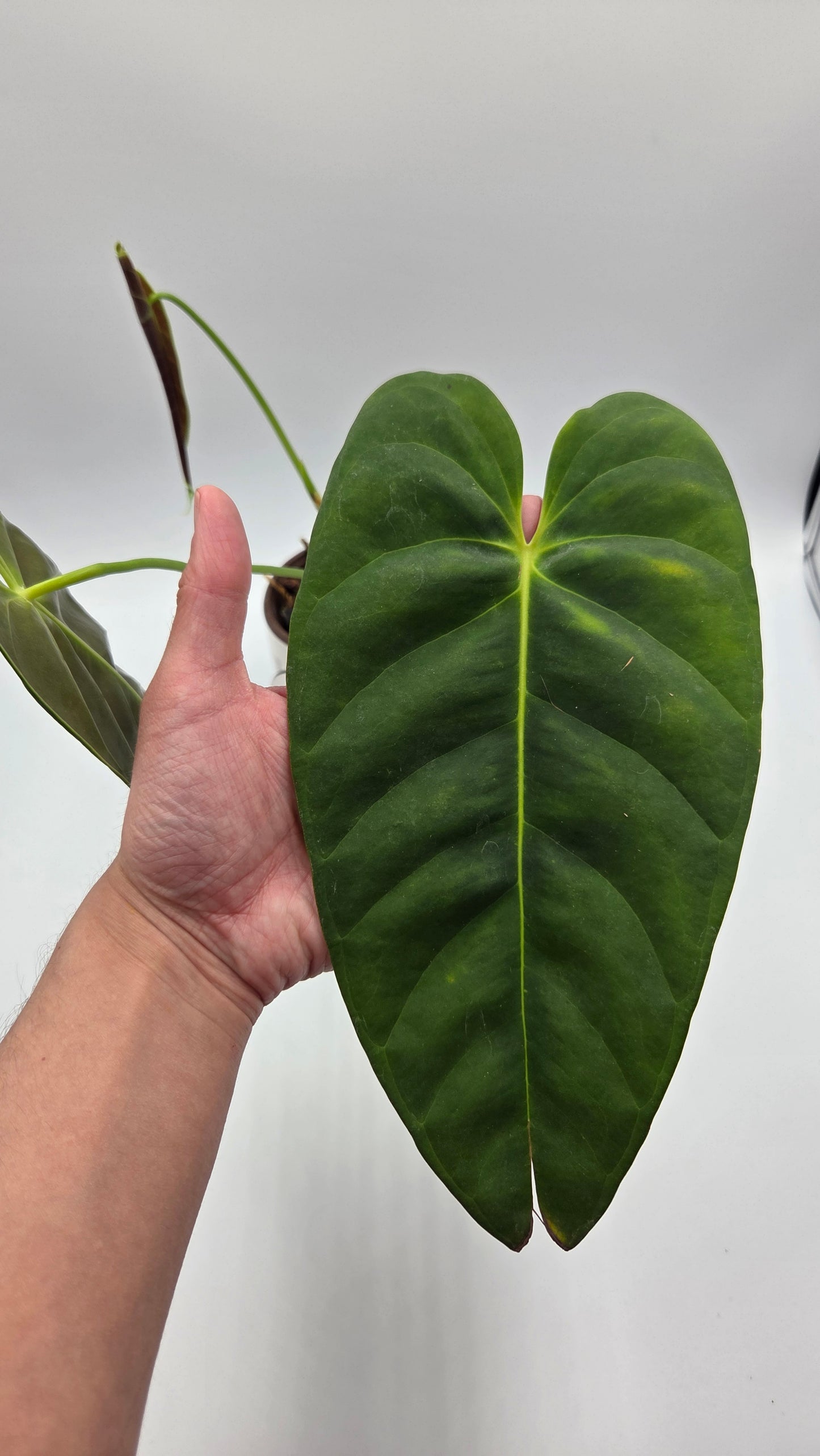 Anthurium Esmeraldense Blood "format LARGE" (ANT-397)