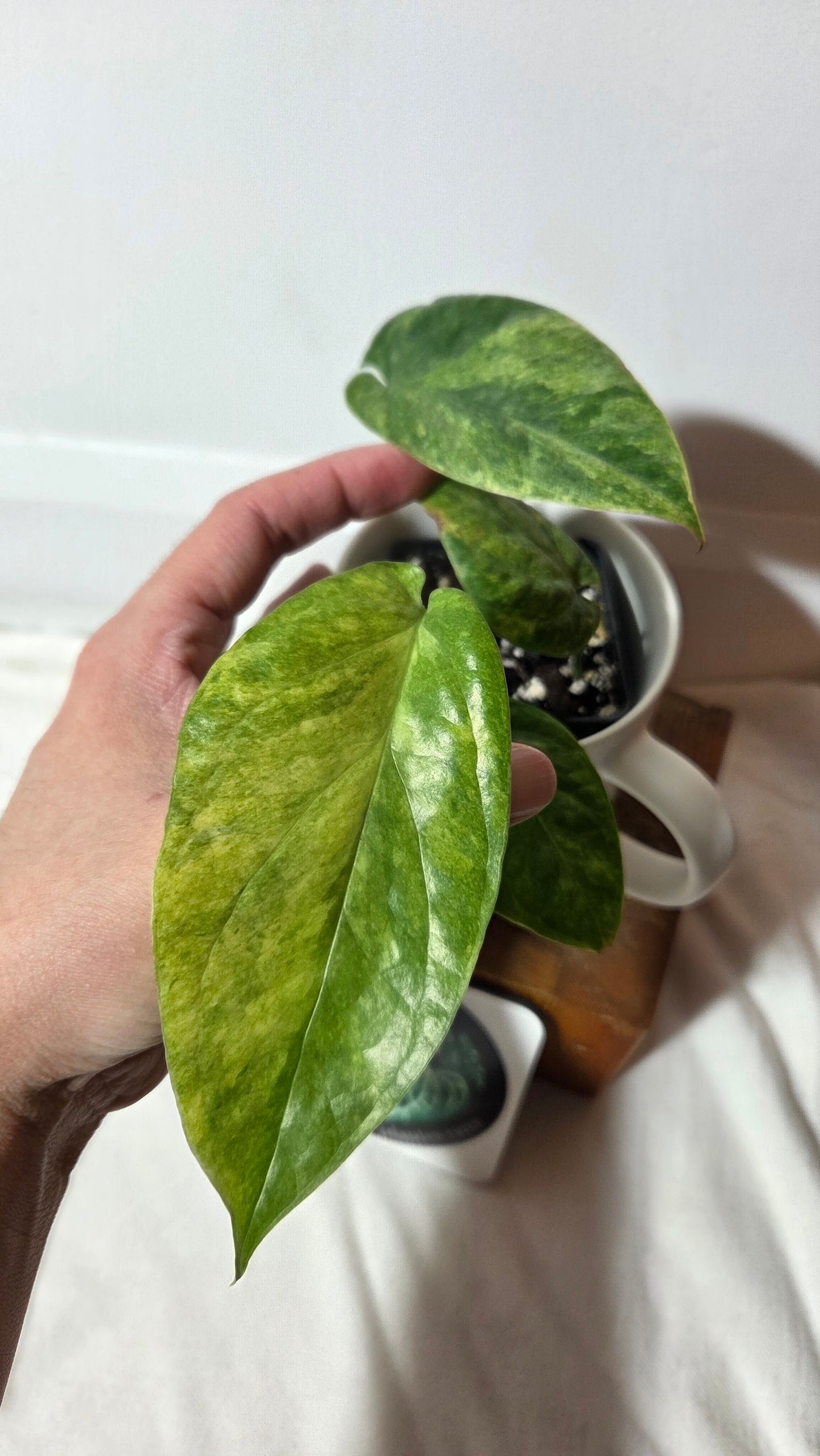 Amydrium Medium Mint (AMY-027)