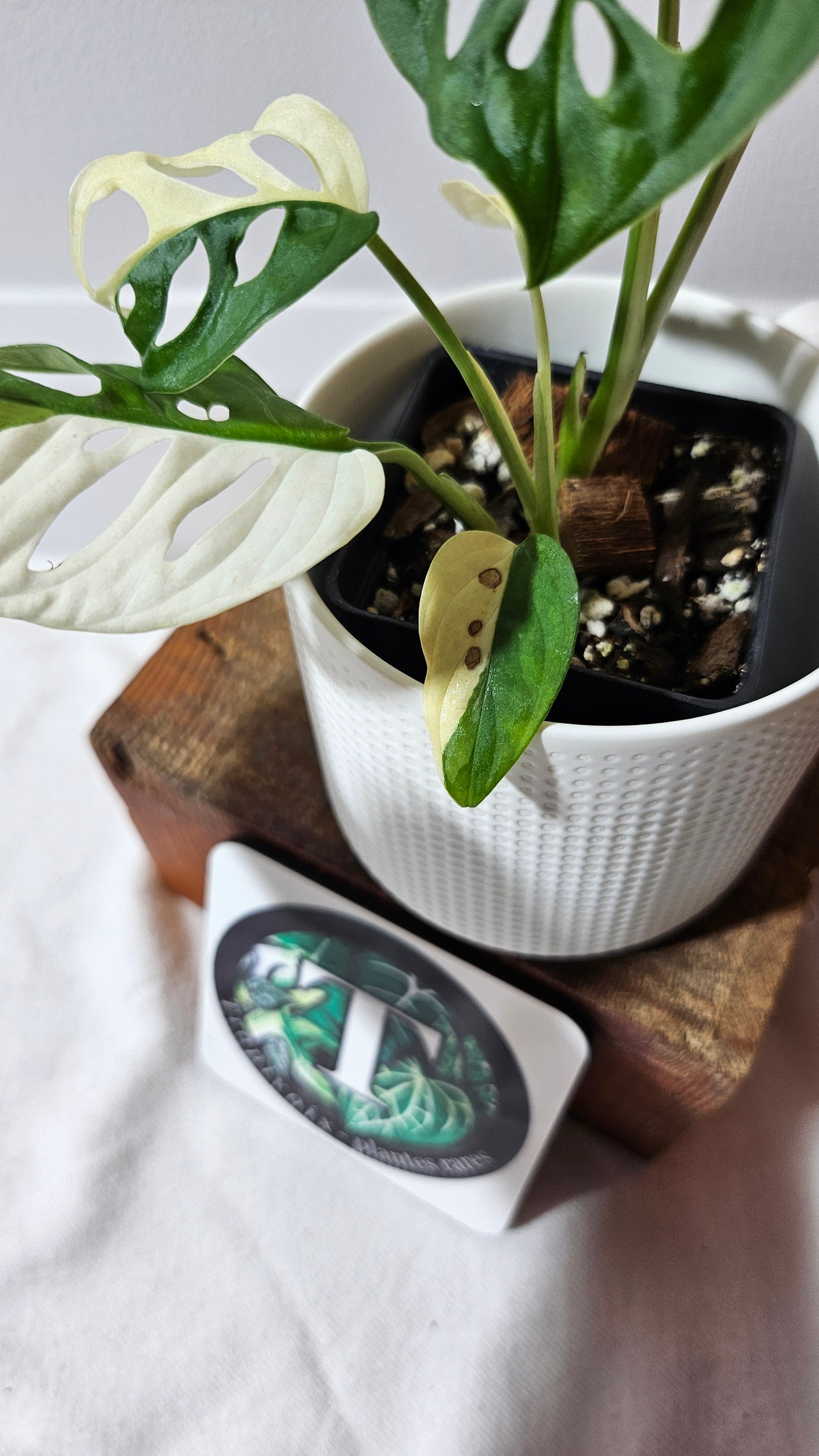 Monstera Andasonii Albo (MON-481)