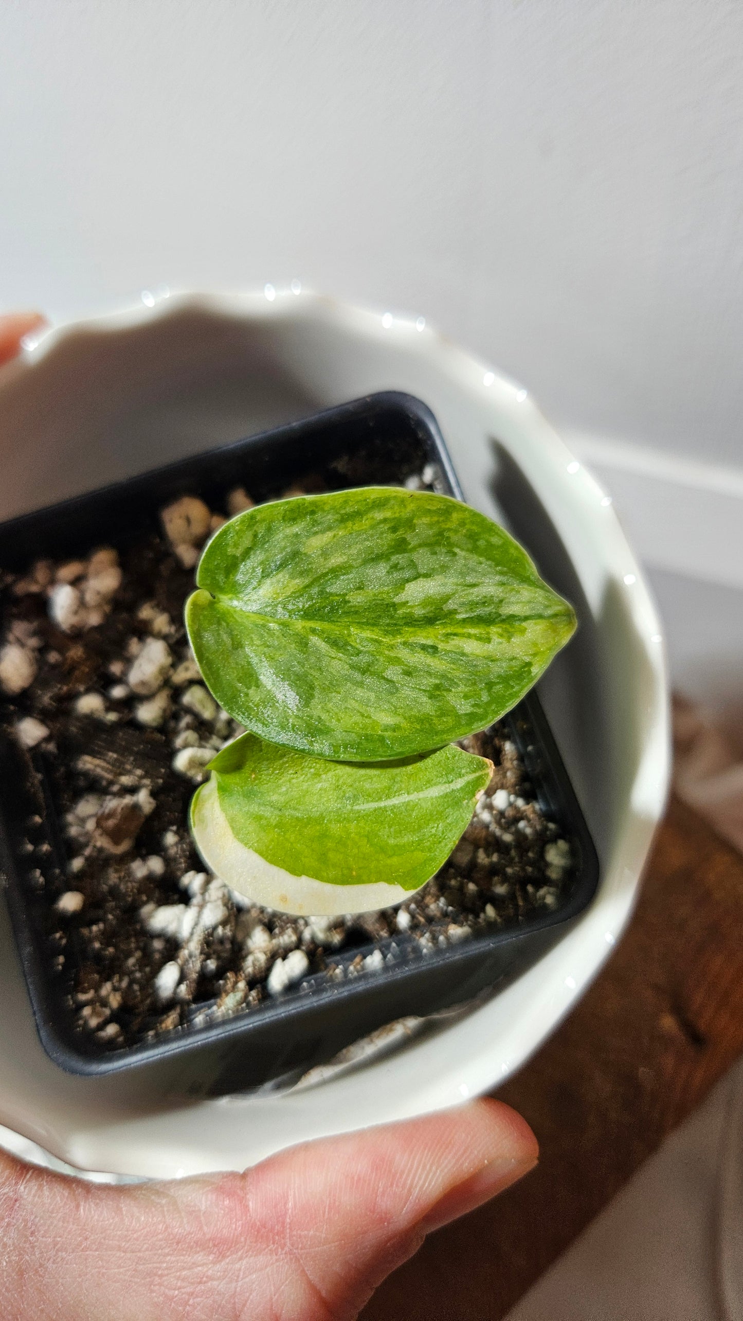 Scindapsus Geulis (SCI-795)