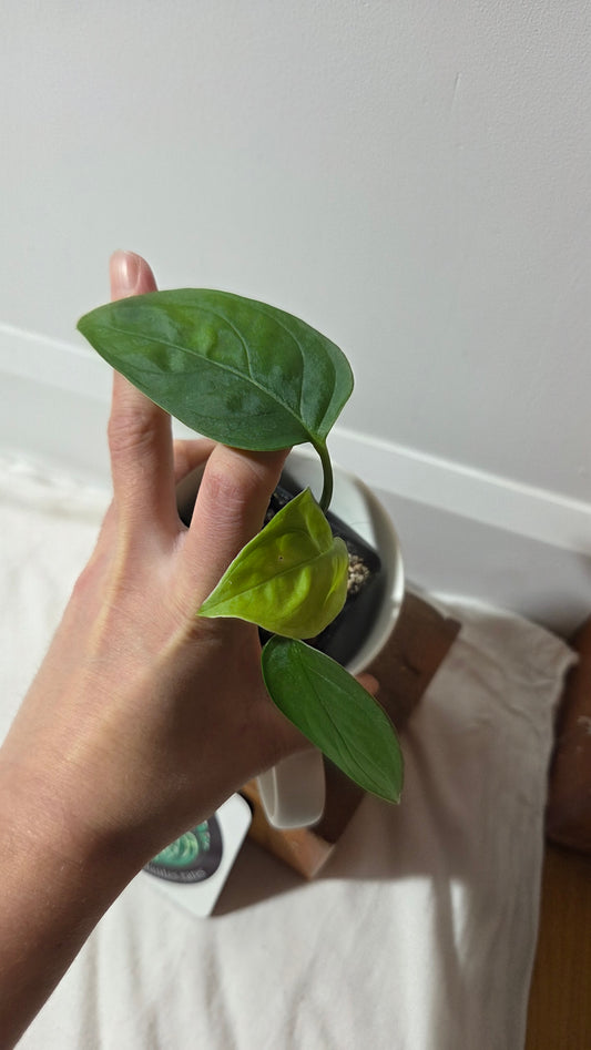 Monstera Obliqua Aff LaUnion (MON-516)