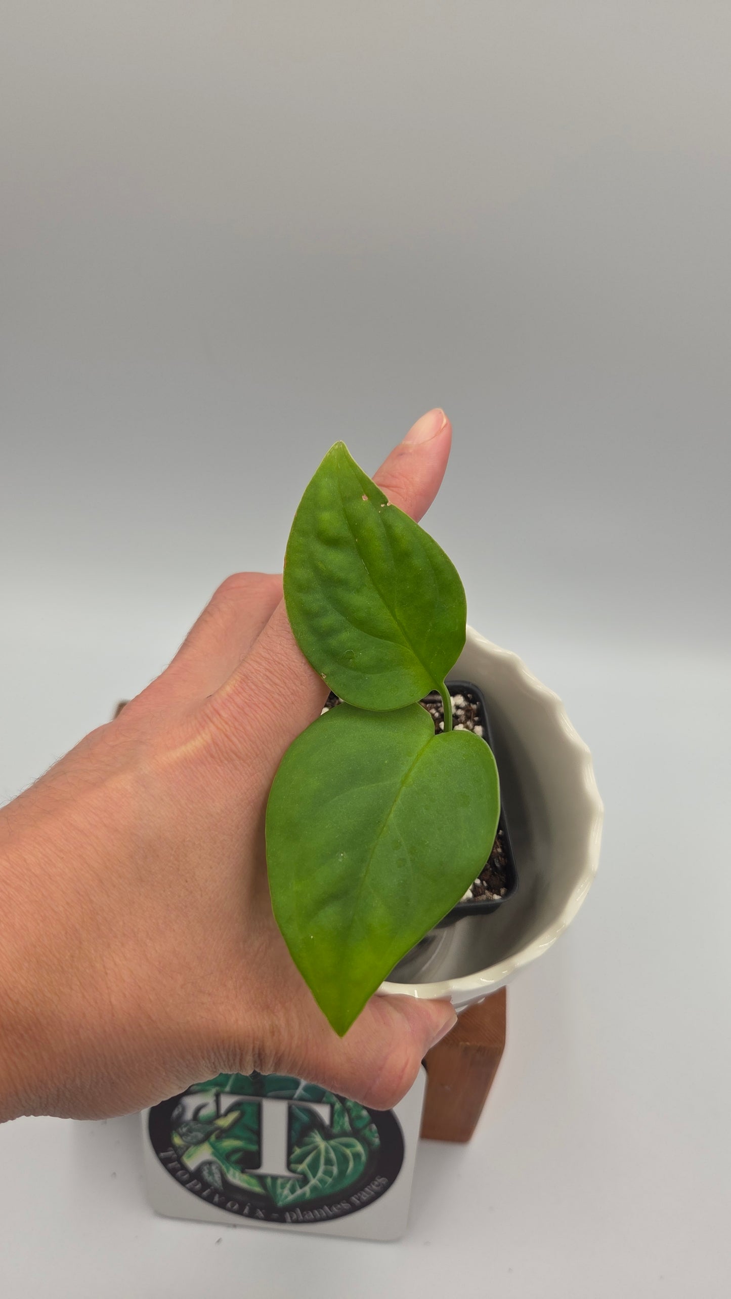 Monstera Esqueletto (MON-543)