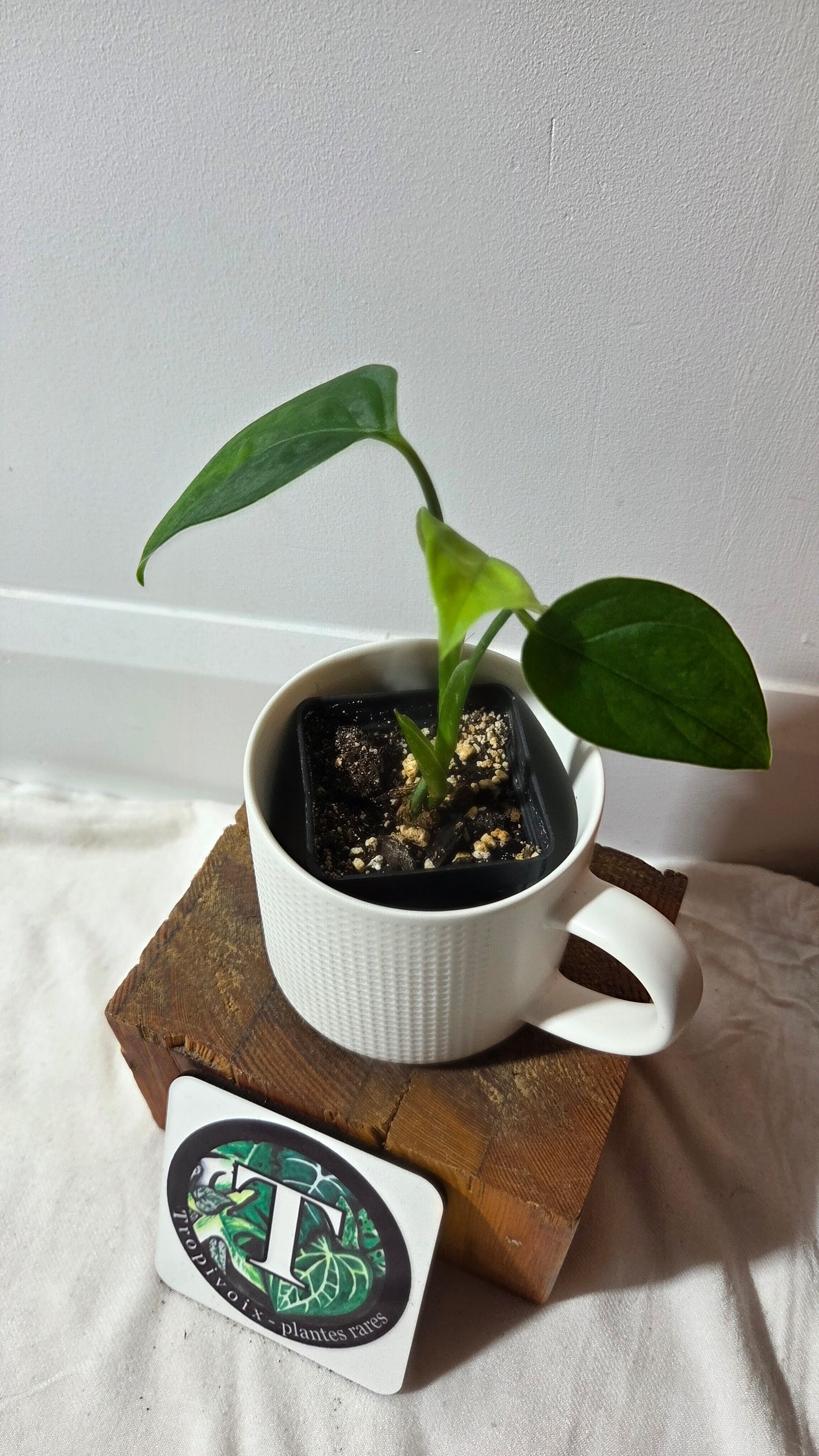 Monstera Obliqua Aff LaUnion (MON-516)