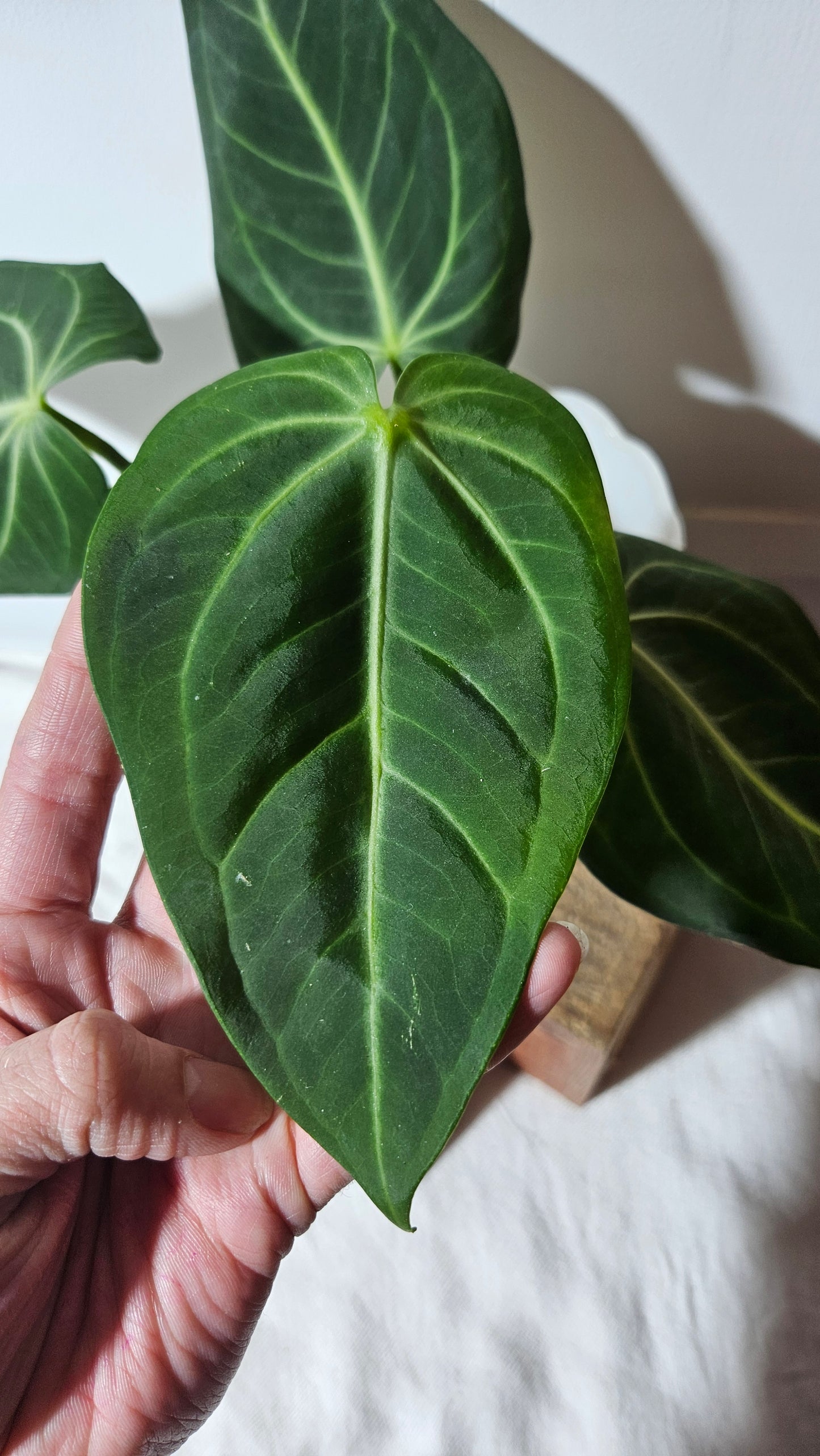 Anthurium Pulcachense  "format MOYEN" (ANT-250)