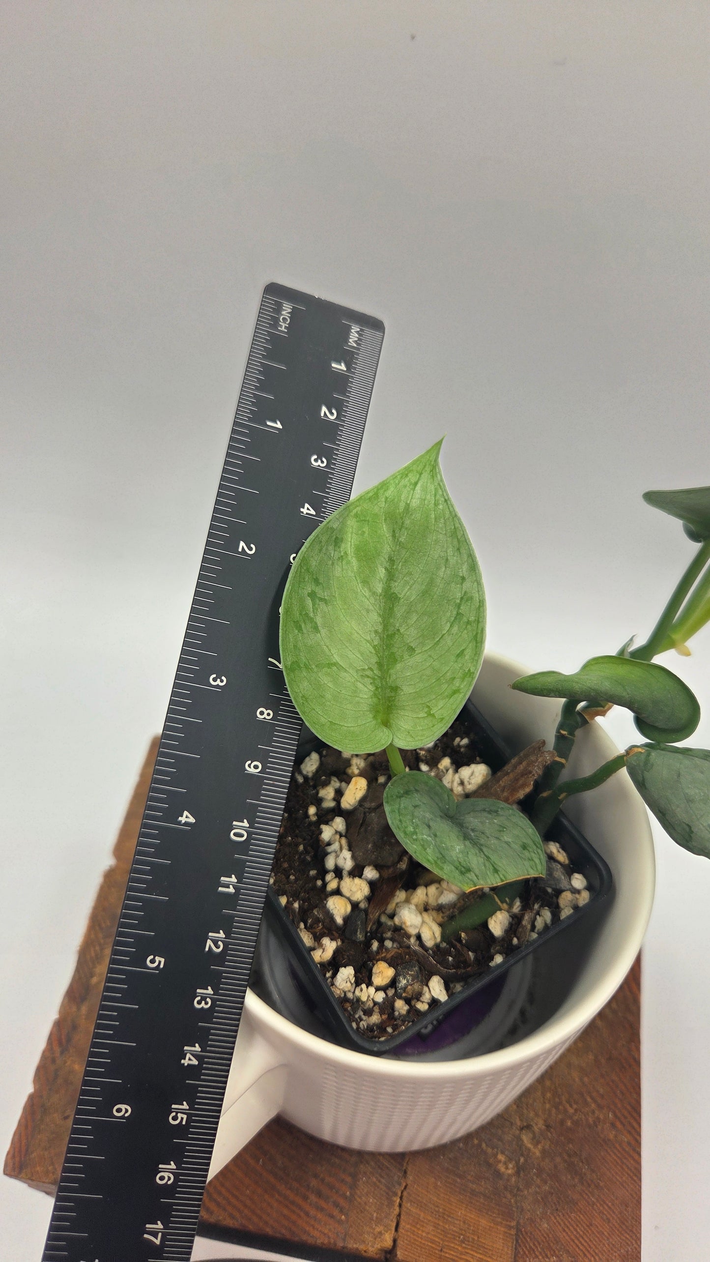 Scindapsus Silver Lava (SCI-1497)