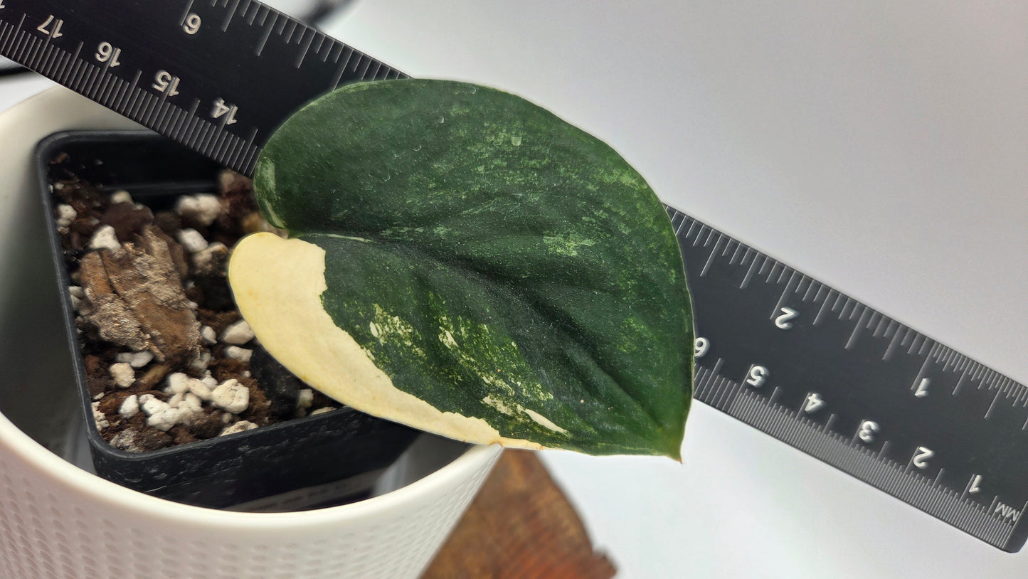 Scindapsus Jade Satin Albo (SCI-927)