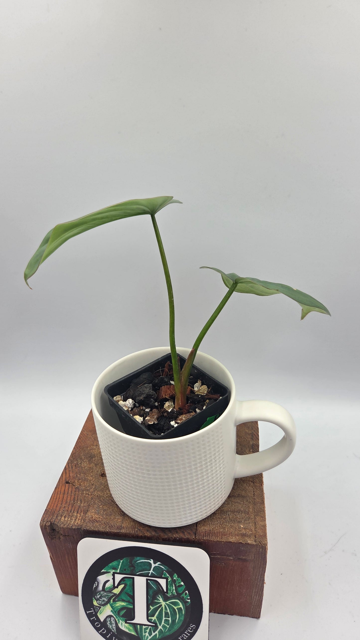 Philodendron Aff Colombia Platinum (PHI-1070)