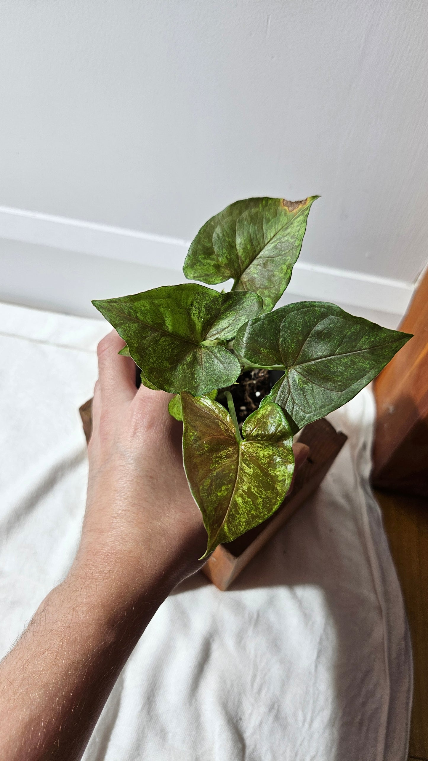 Syngonium Matcha Sprinkle (SYN-431)