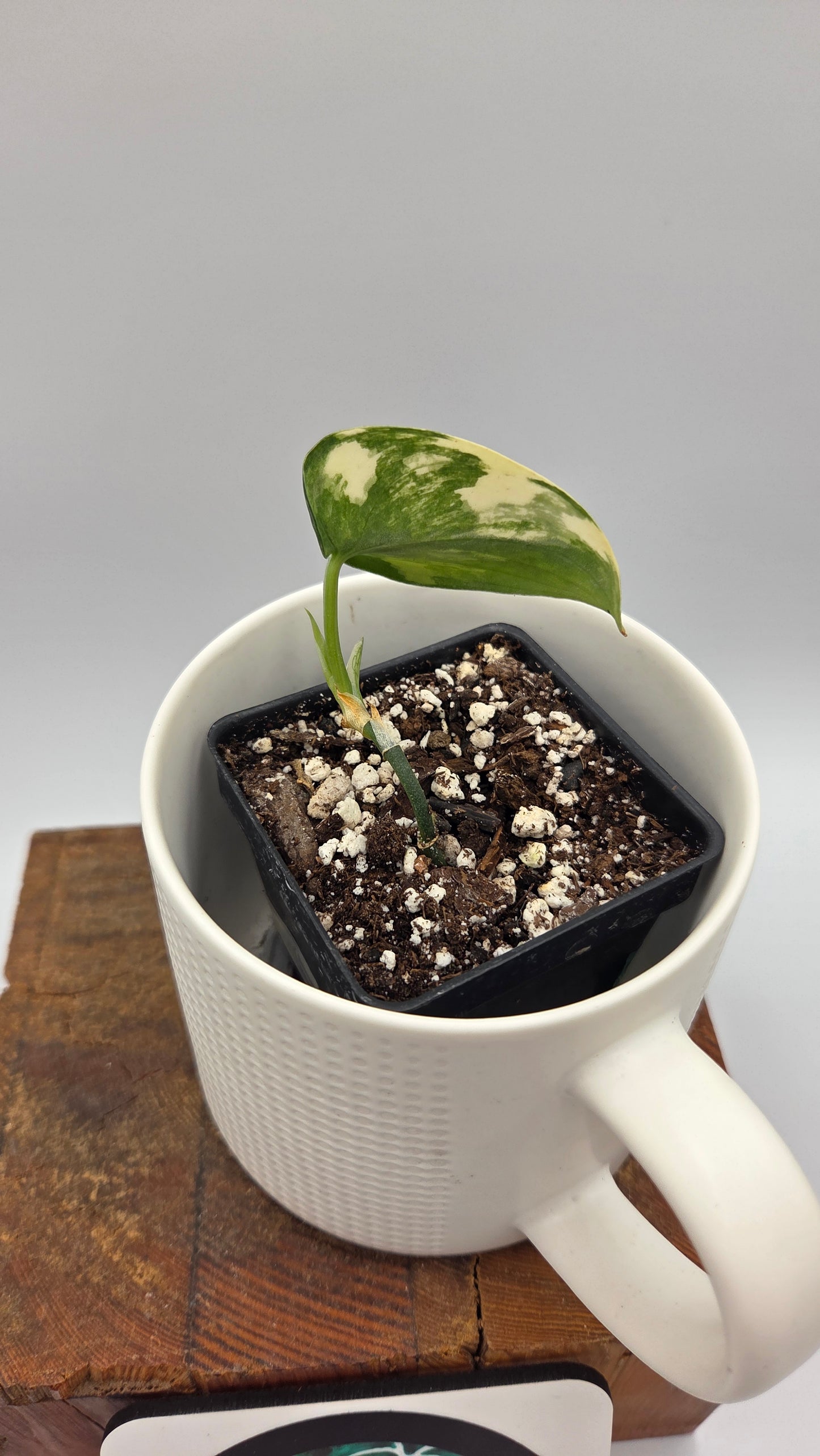 Scindapsus Swarnabhumi  (SCI-867)