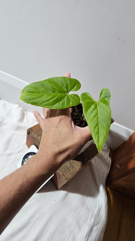 Anthurium Balaoanum "format PETIT" (ANT-533)