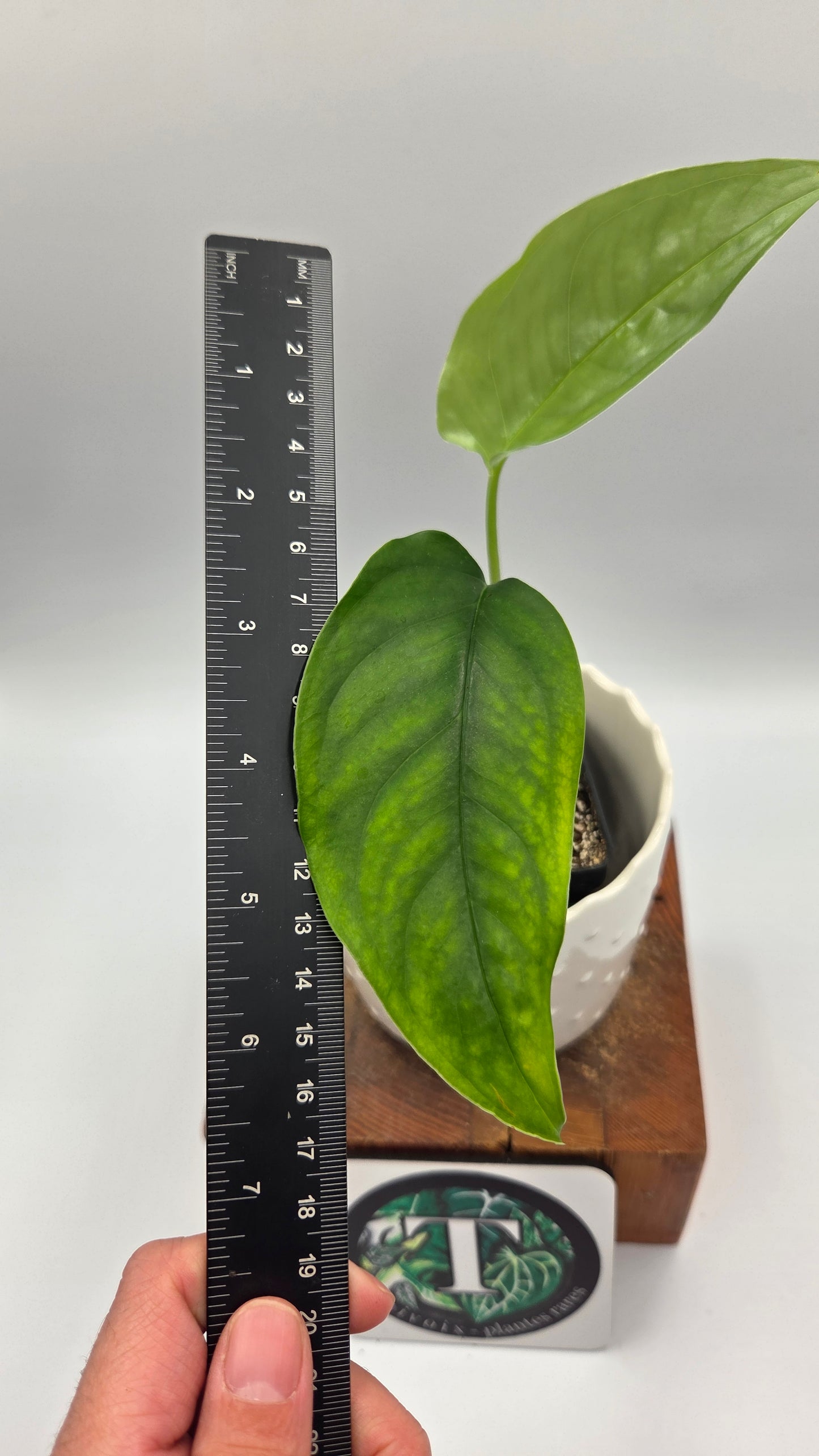 Monstera Obliqua Aff Amazonica (MON-303)