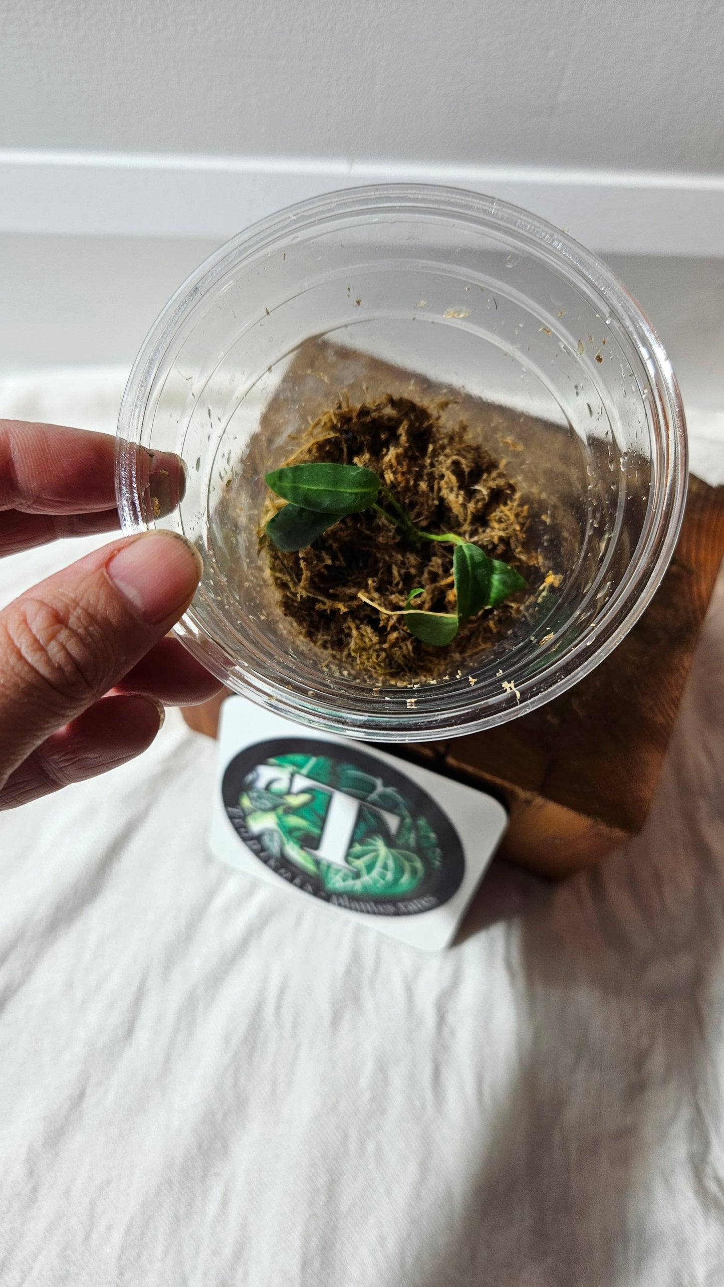 Anthurium Pallidiflorum Black "format SEEDLING"(ANT-570)