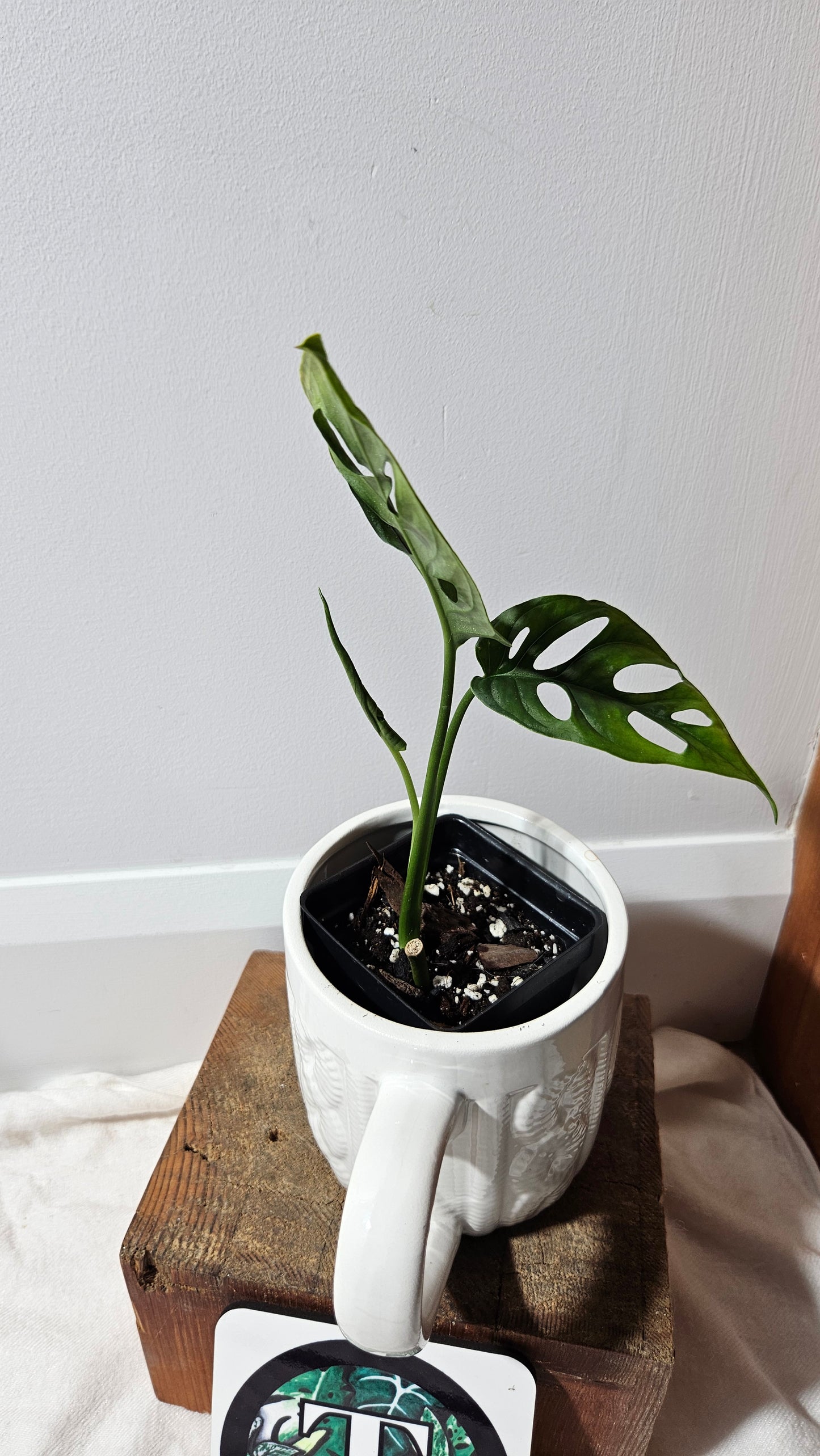 Monstera Obliqua Aff Canelos (MON-178)