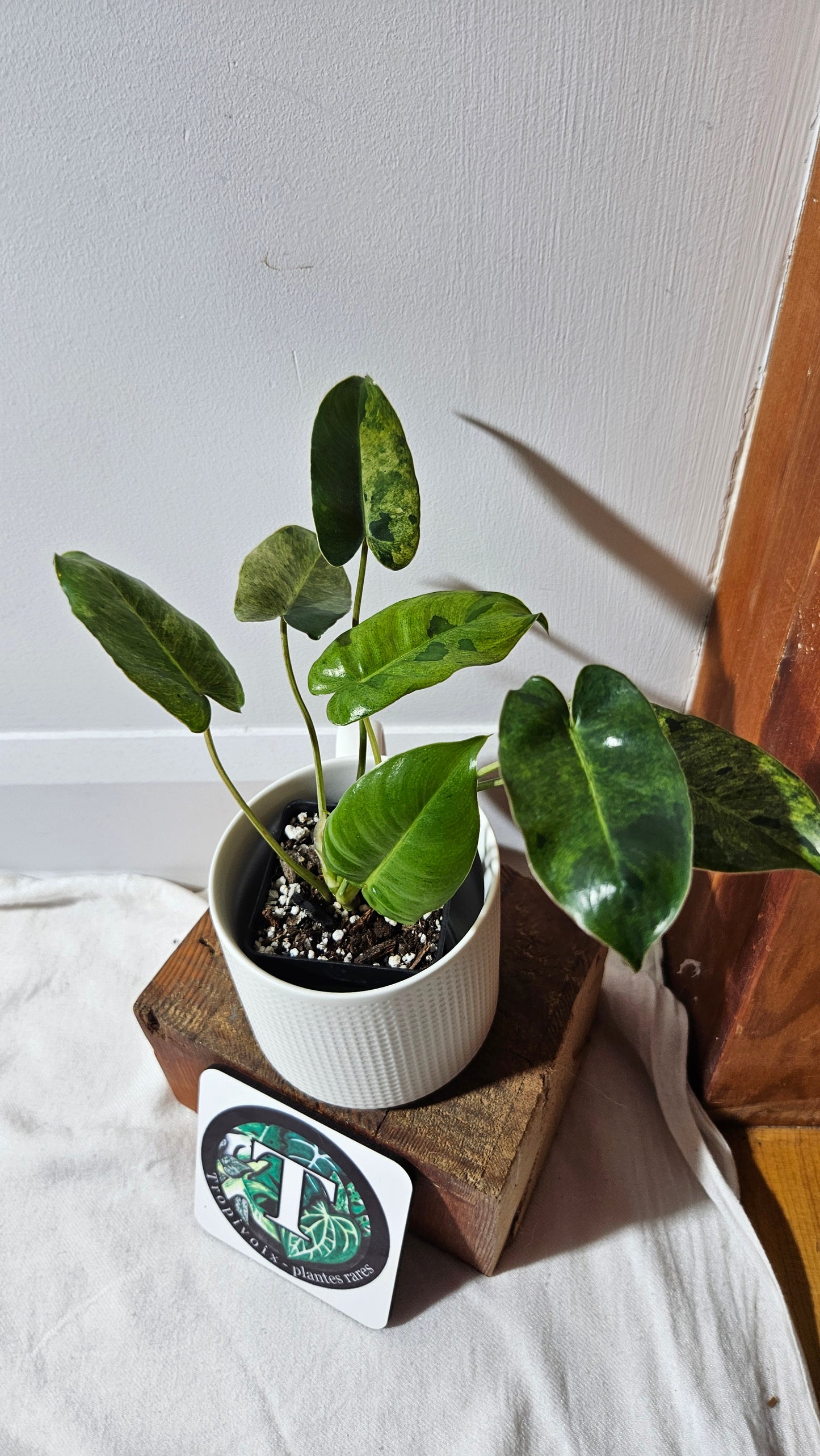 Philodendron BurleMarx Variegata  X Paraiso Verde (PHI-946)