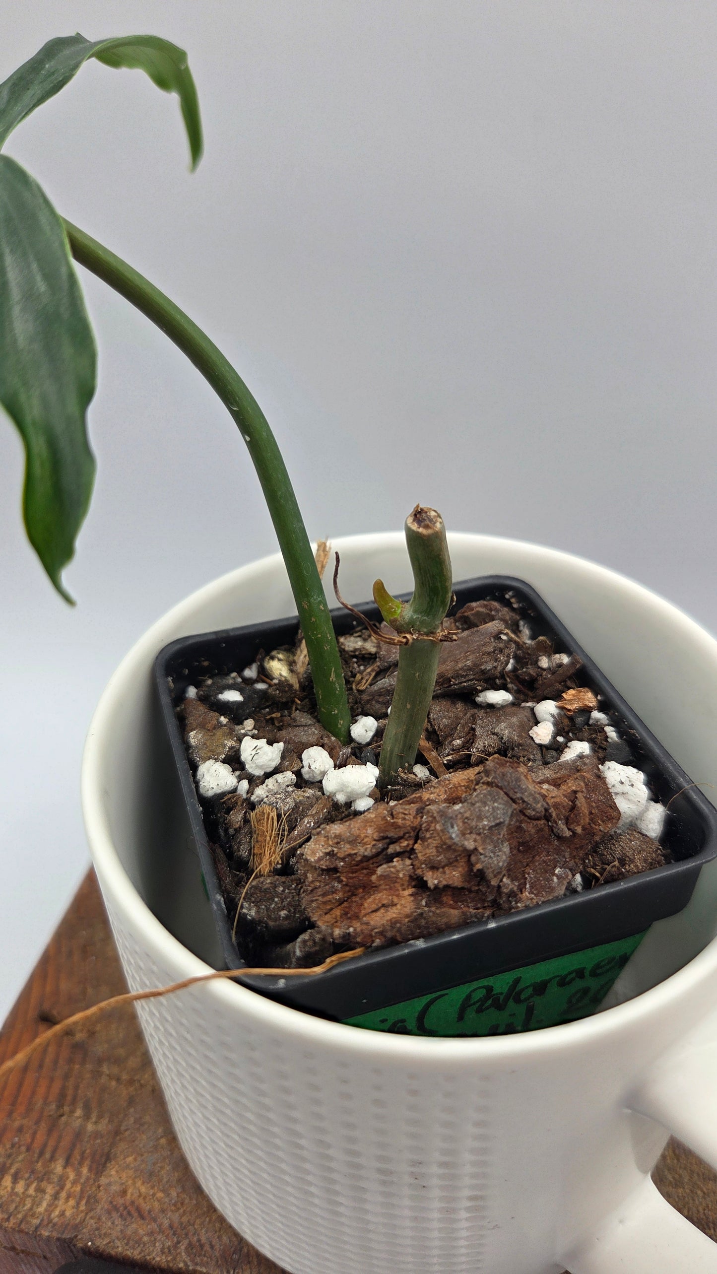 Philodendron Lavinia /(Paloraense cf X Tortum) (PHI-1078)