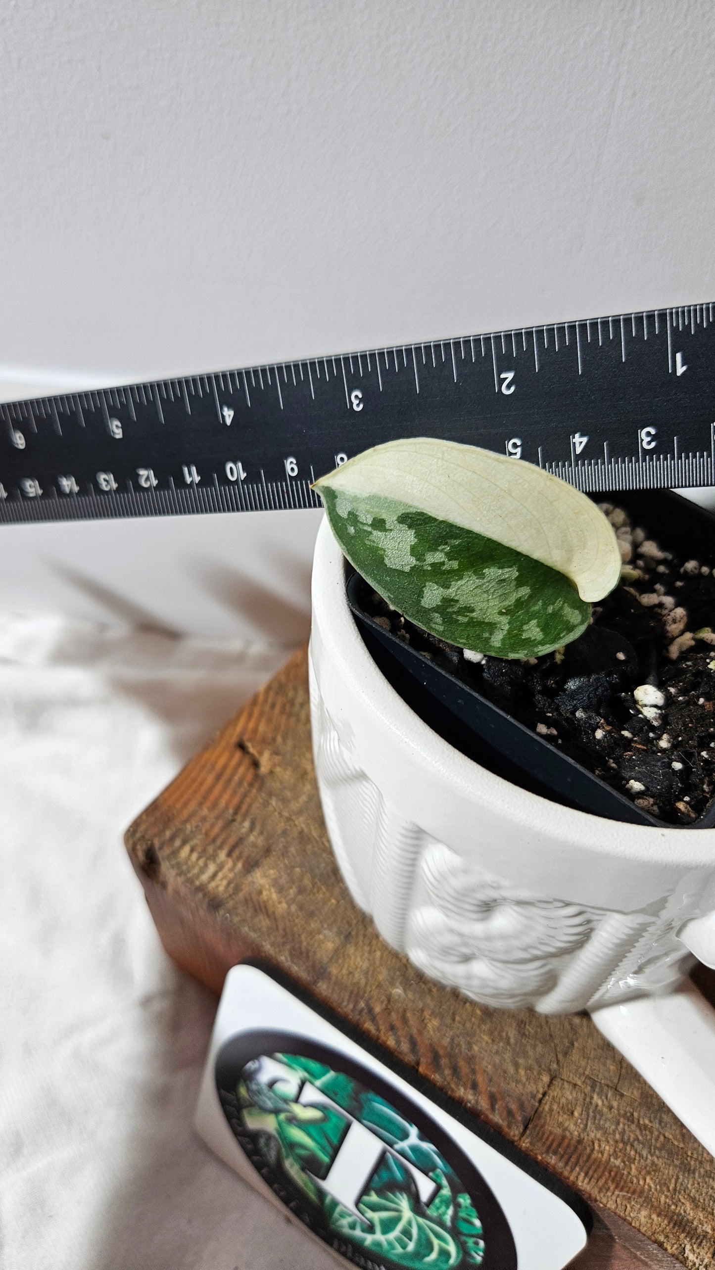 Scindapsus Mayari (SCI-1297)