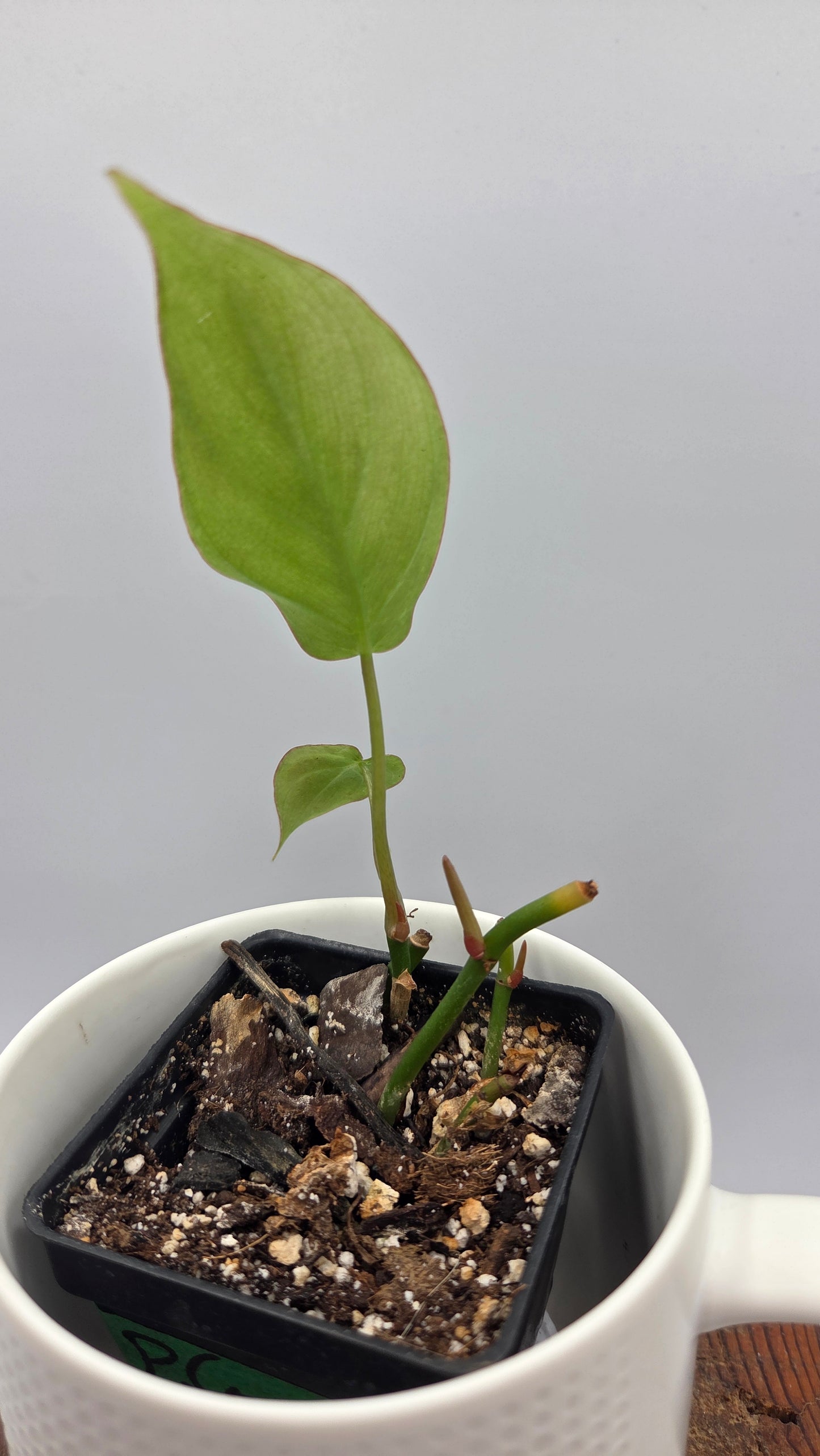 Philodendron Camposportoanum (PHI-780)