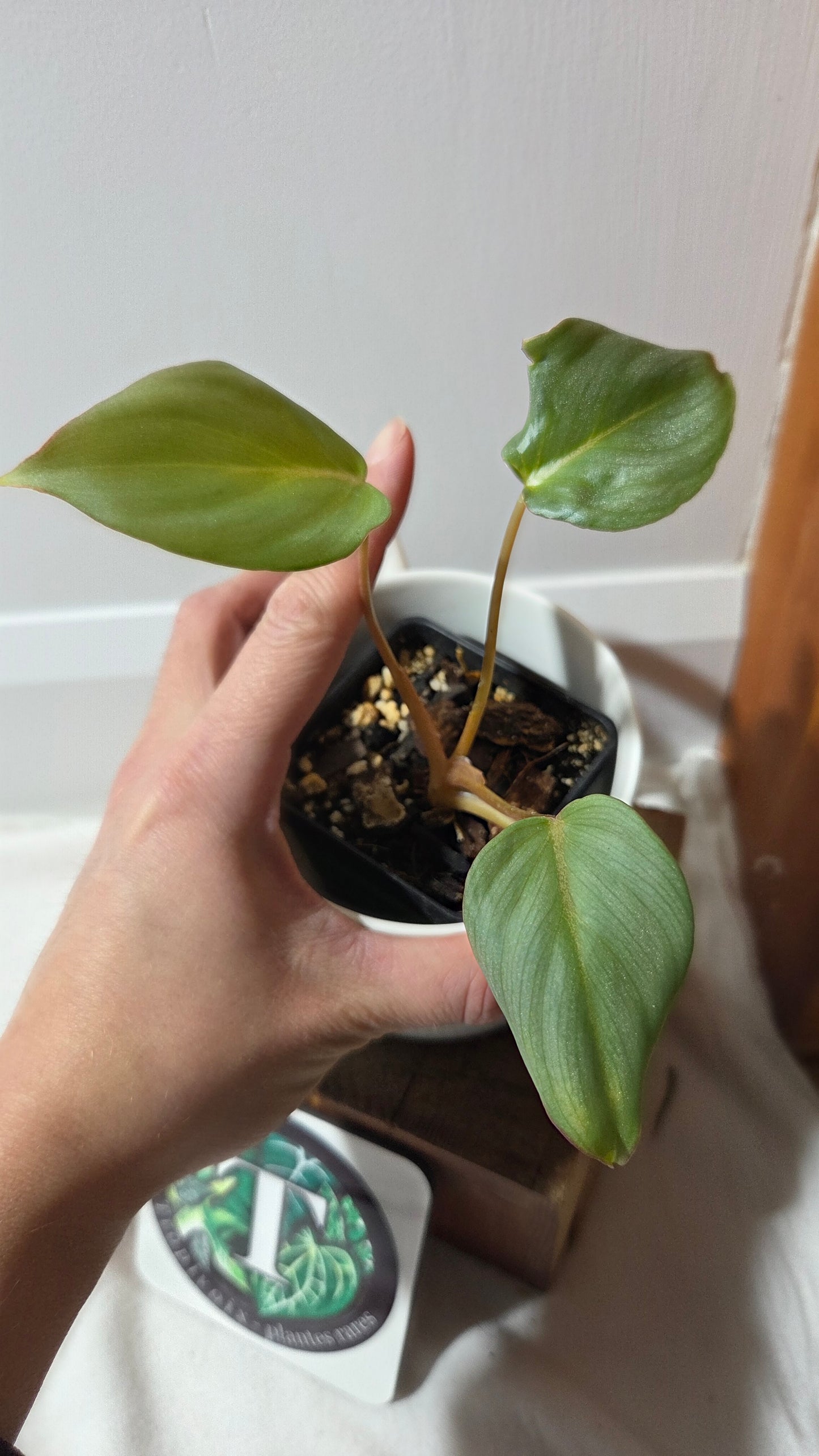 Philodendron Gloriosum Veins (PHI-682)