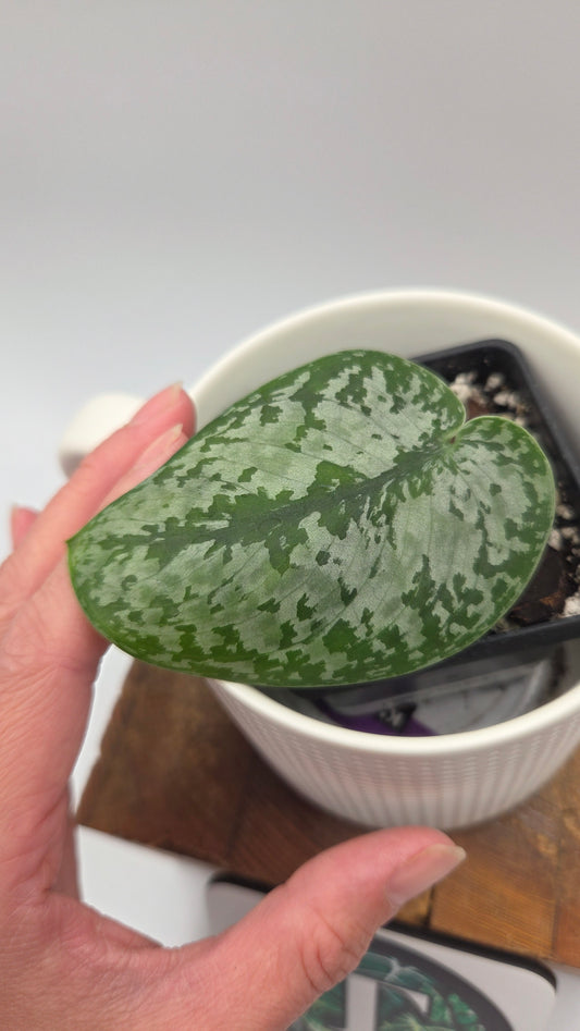 Scindapsus Green Splash (SCI-1440)