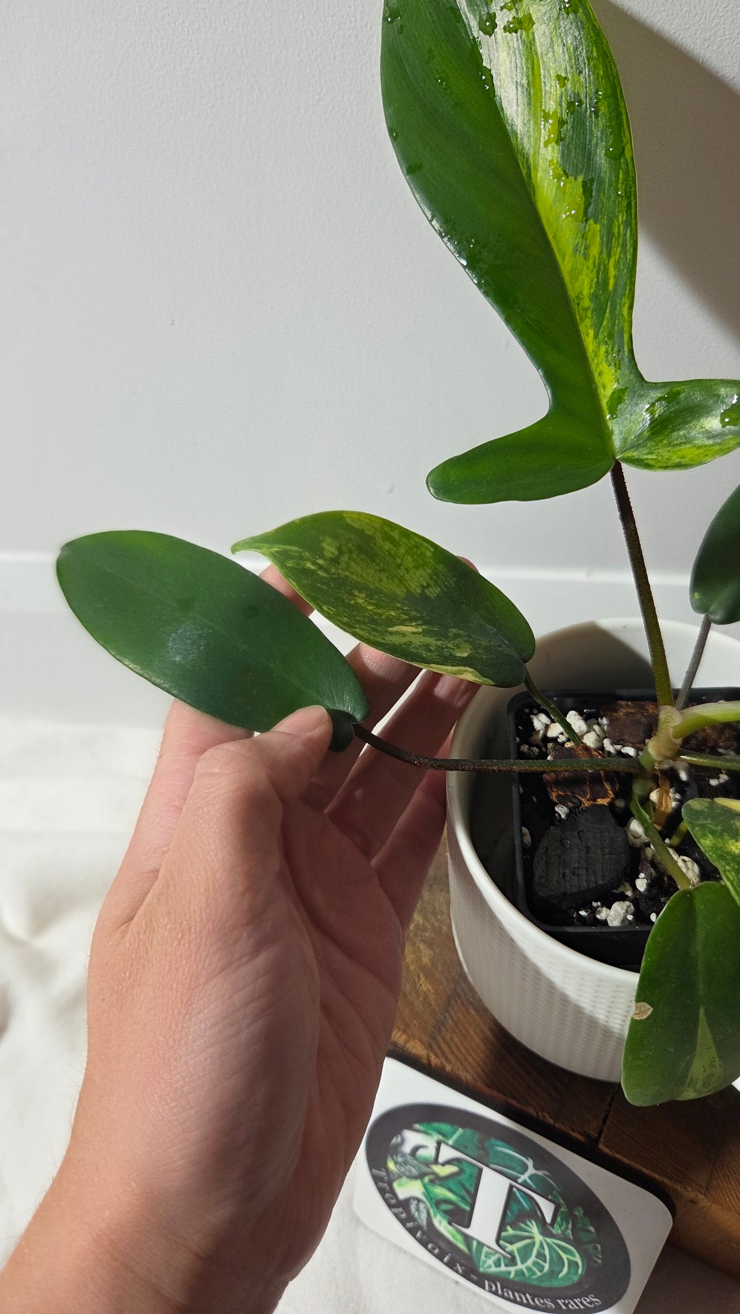 Philodendron Florida Beauty (PHI-1017)