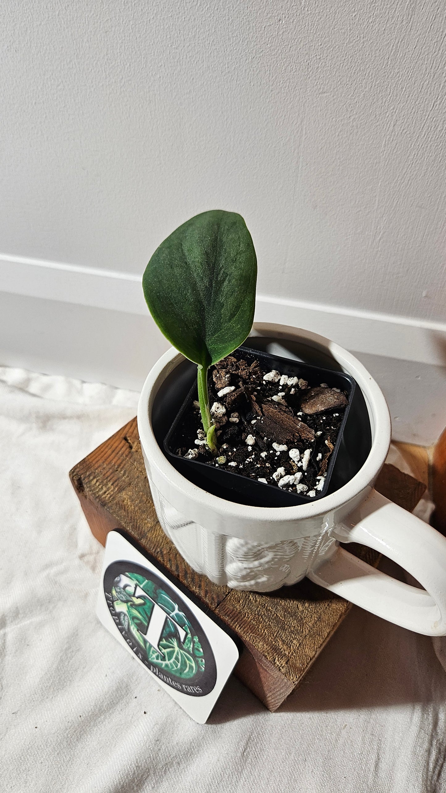 Scindapsus Blurik (SCI-1294)