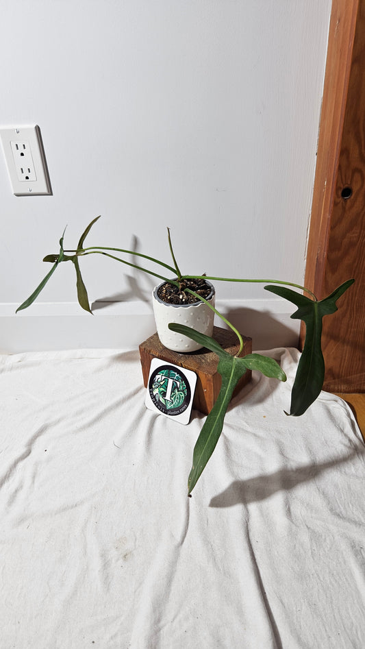 Philodendron Longilobatum (PHI-856)