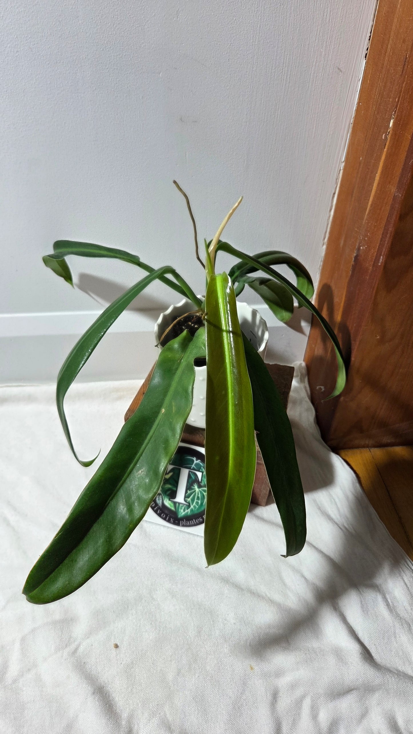 Philodendron BurleMarx Narrow (PHI-962)