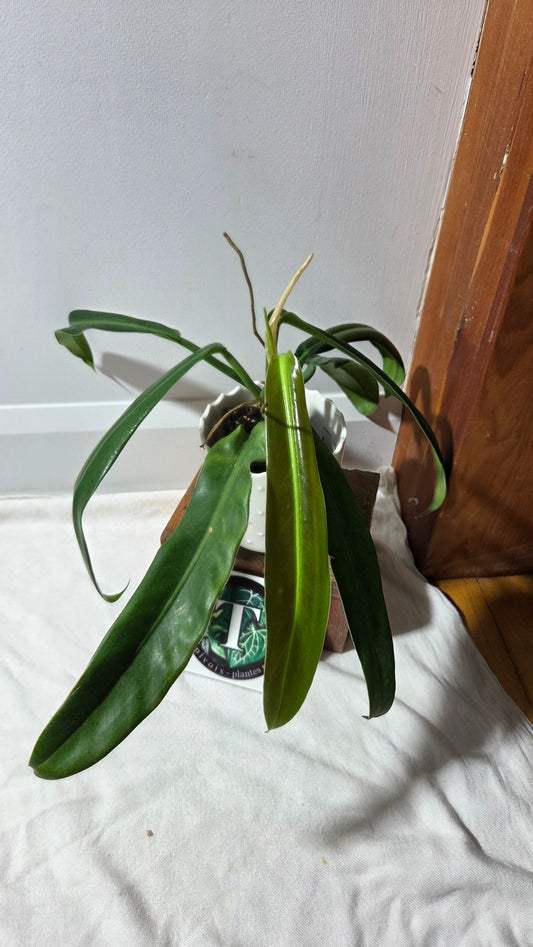 Philodendron BurleMarx Narrow (PHI-962)