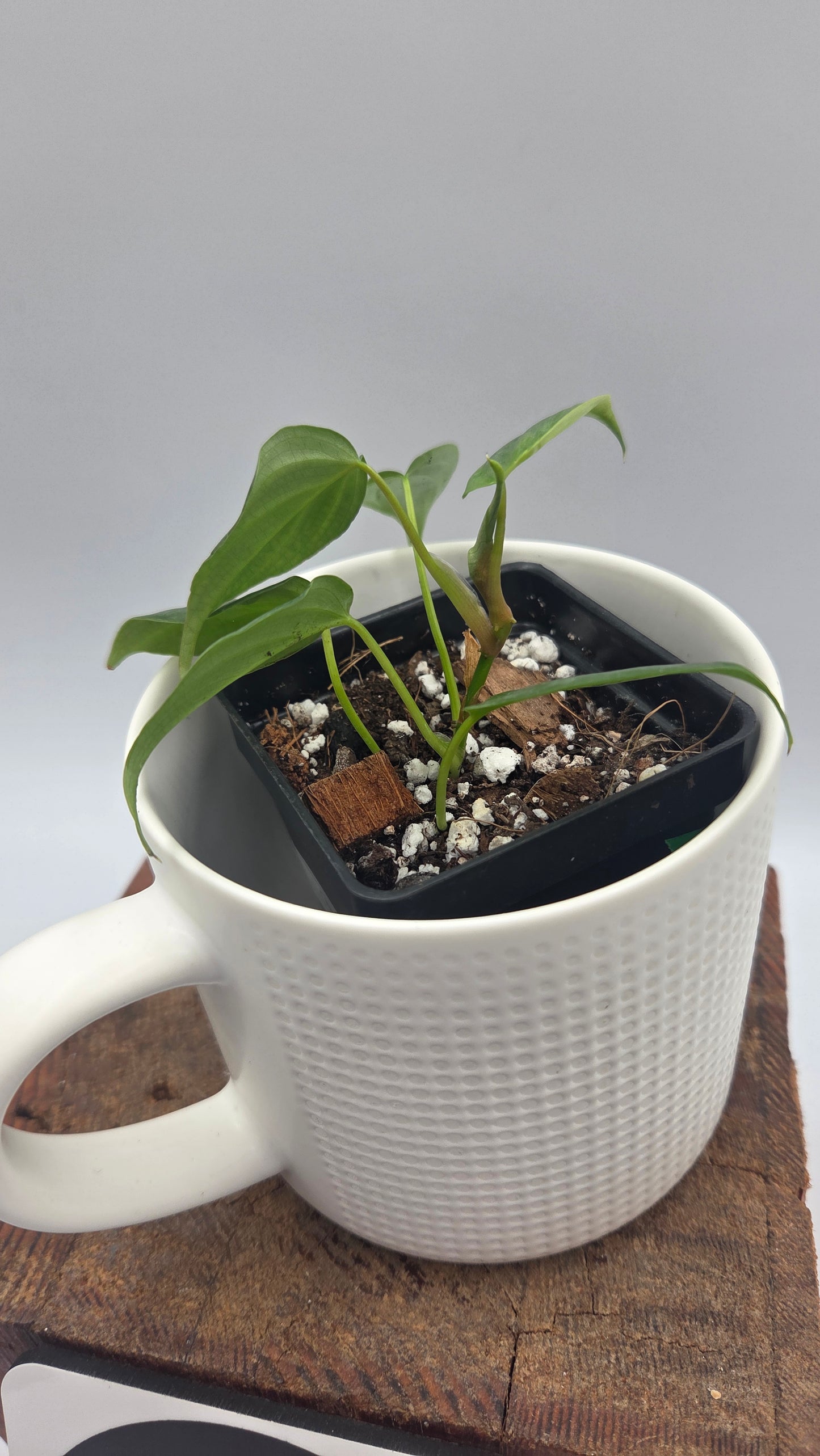Philodendron Majestic (PHI-1082)