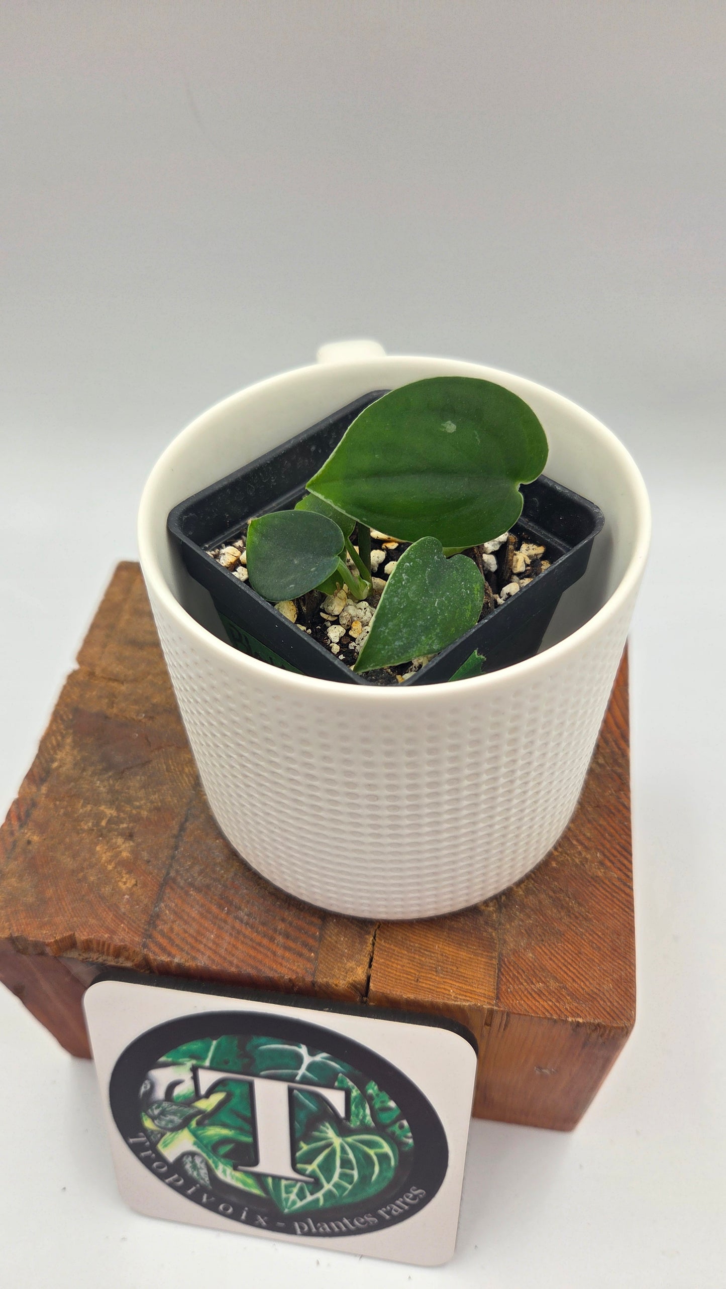 Scindapsus Black SP Bornéo (SCI-1481)