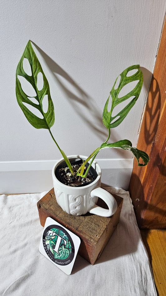 Monstera Andasonii Mint/Indo (MON-475)