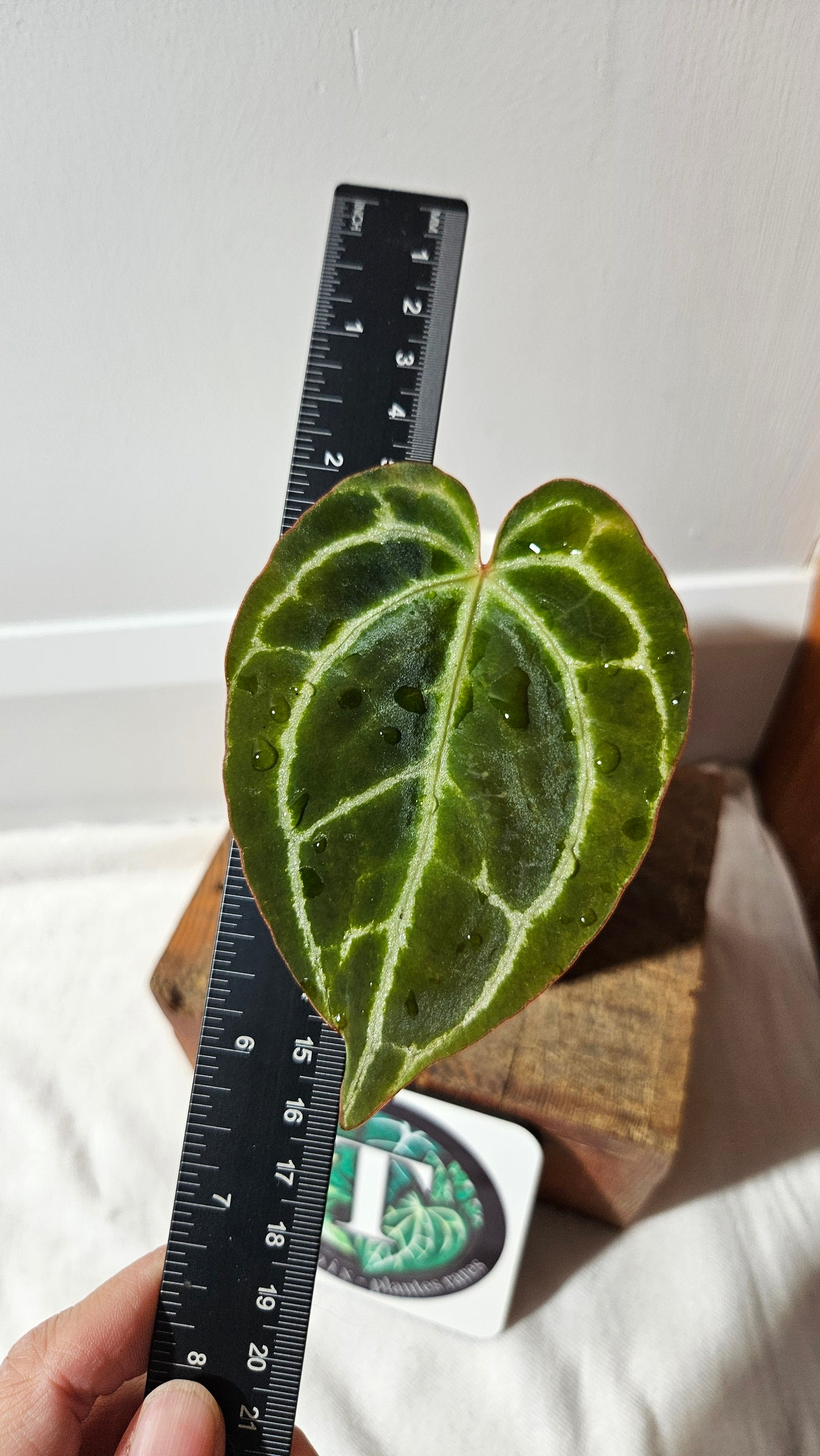 Anthurium Crystallinum (d'équateur) "format PETIT" (ANT-544)