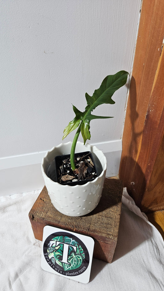 Philodendron Eternel Sky  /(Barrosoanum X Tortum) (PHI-935)