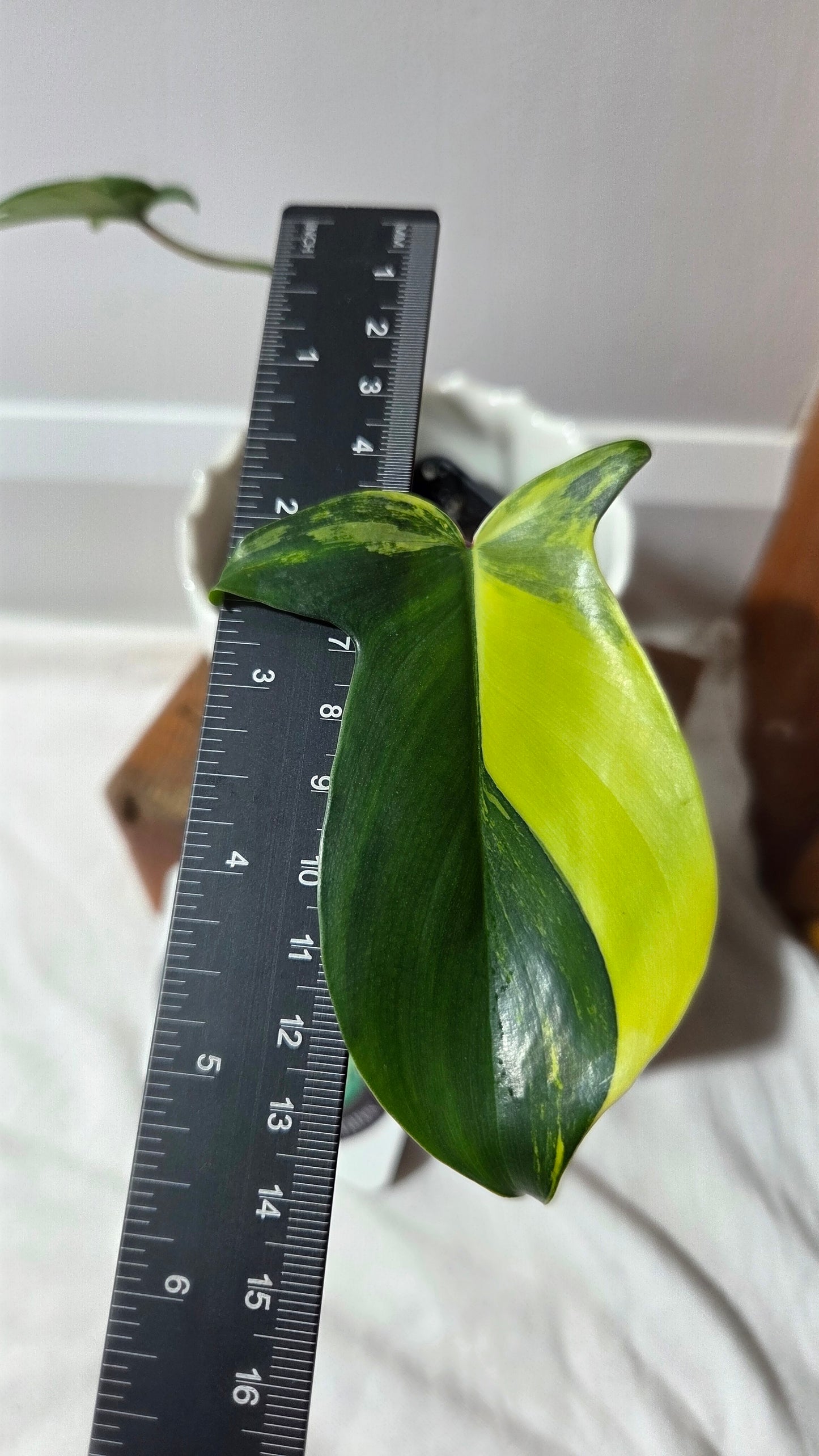 Philodendron Florida Beauty (PHI-965)