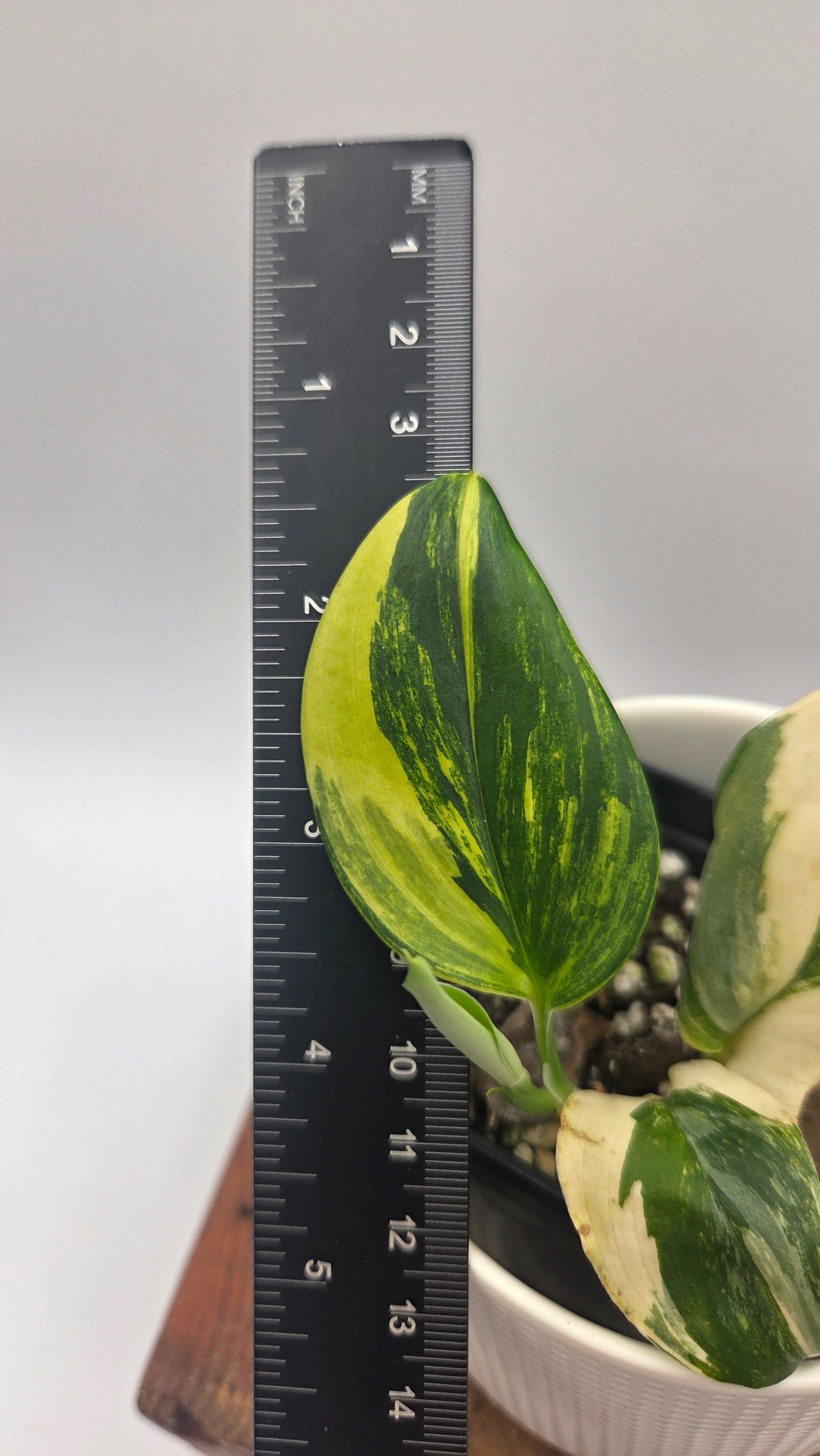 Scindapsus Rubicon (SCI-1528)