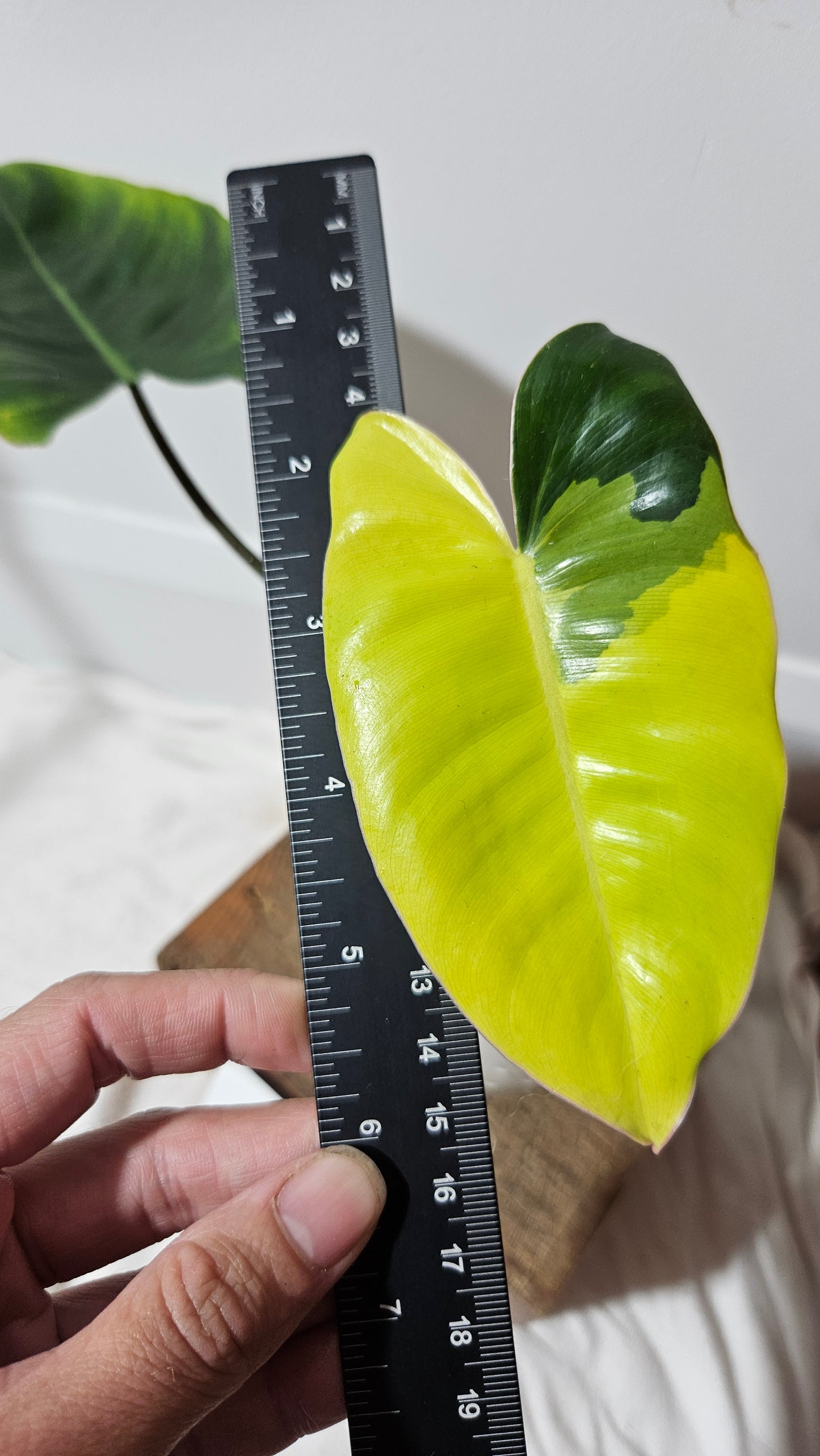 Philodendron Burlemarx Variegata (PHI-573)