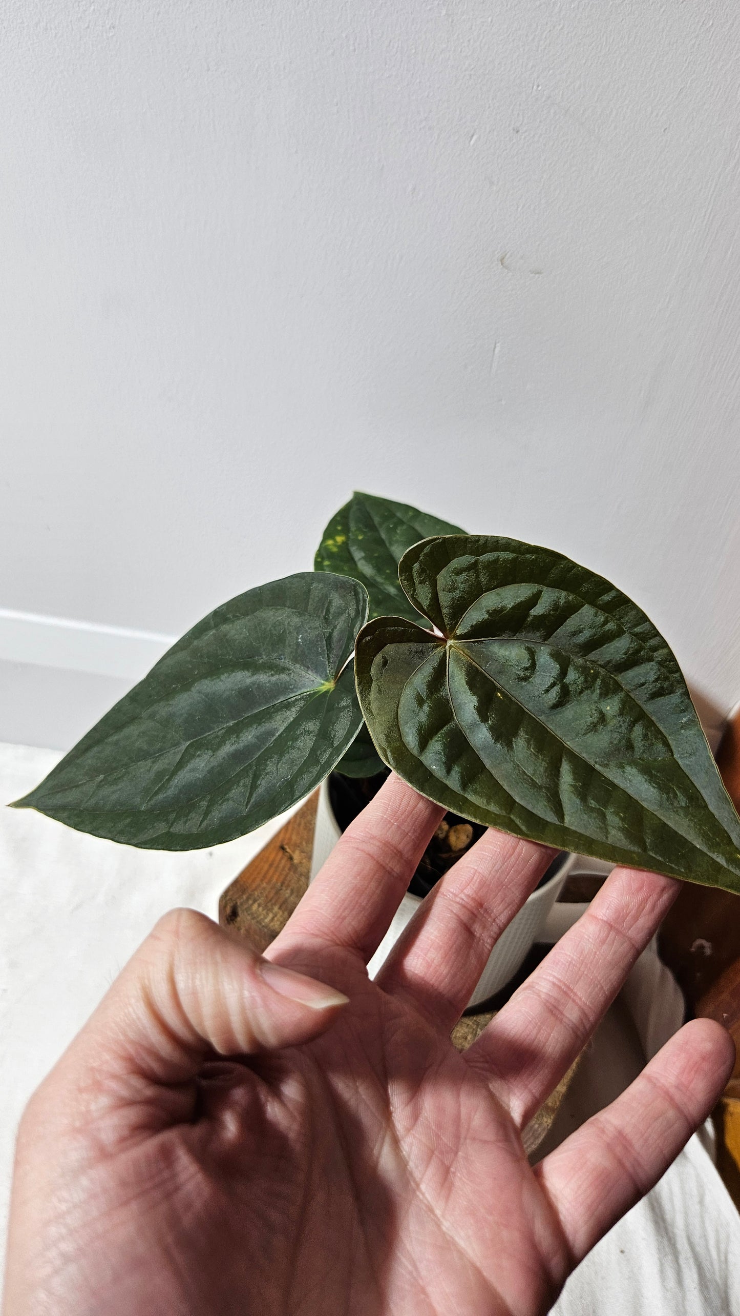 Anthurium Luxurians X Black Velvet Panama "format MOYEN" (ANT-639)