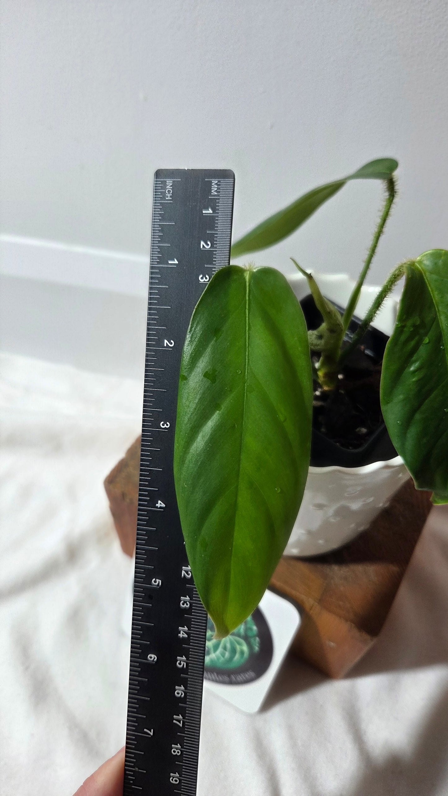 Philodendron Genevievianum (PHI-1011)