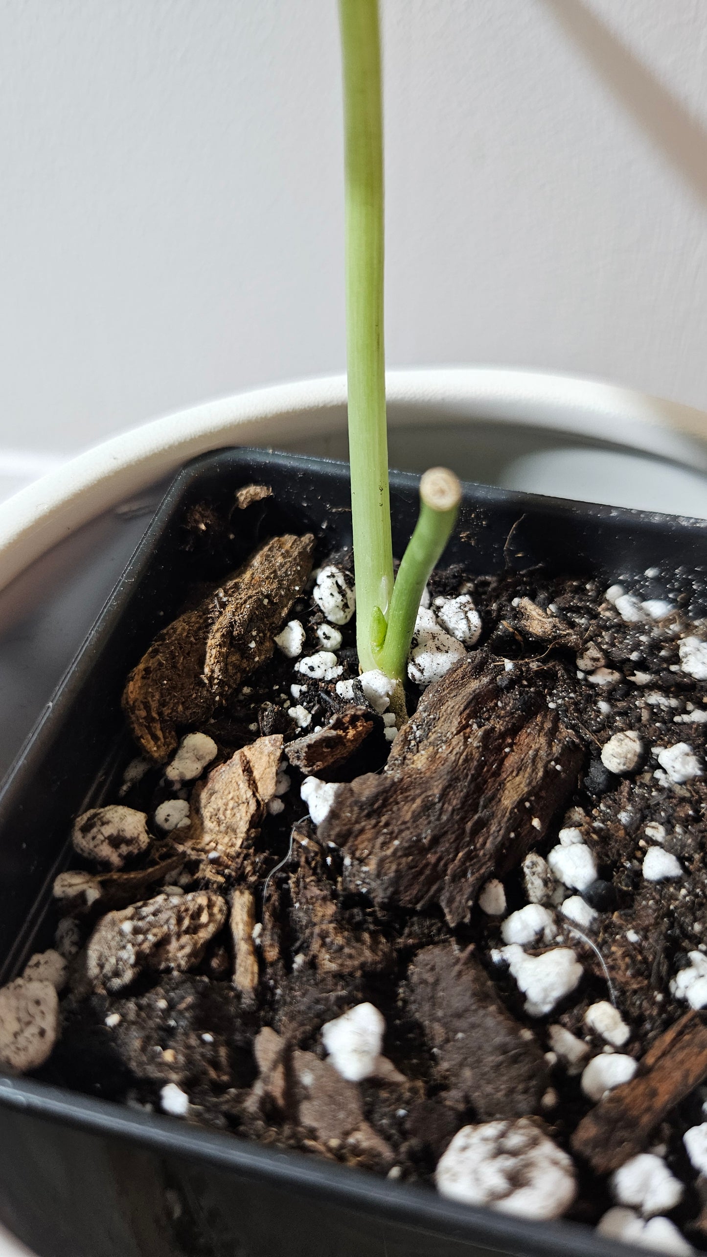Scindapsus Exotica Pictus mint (SCI-1123)