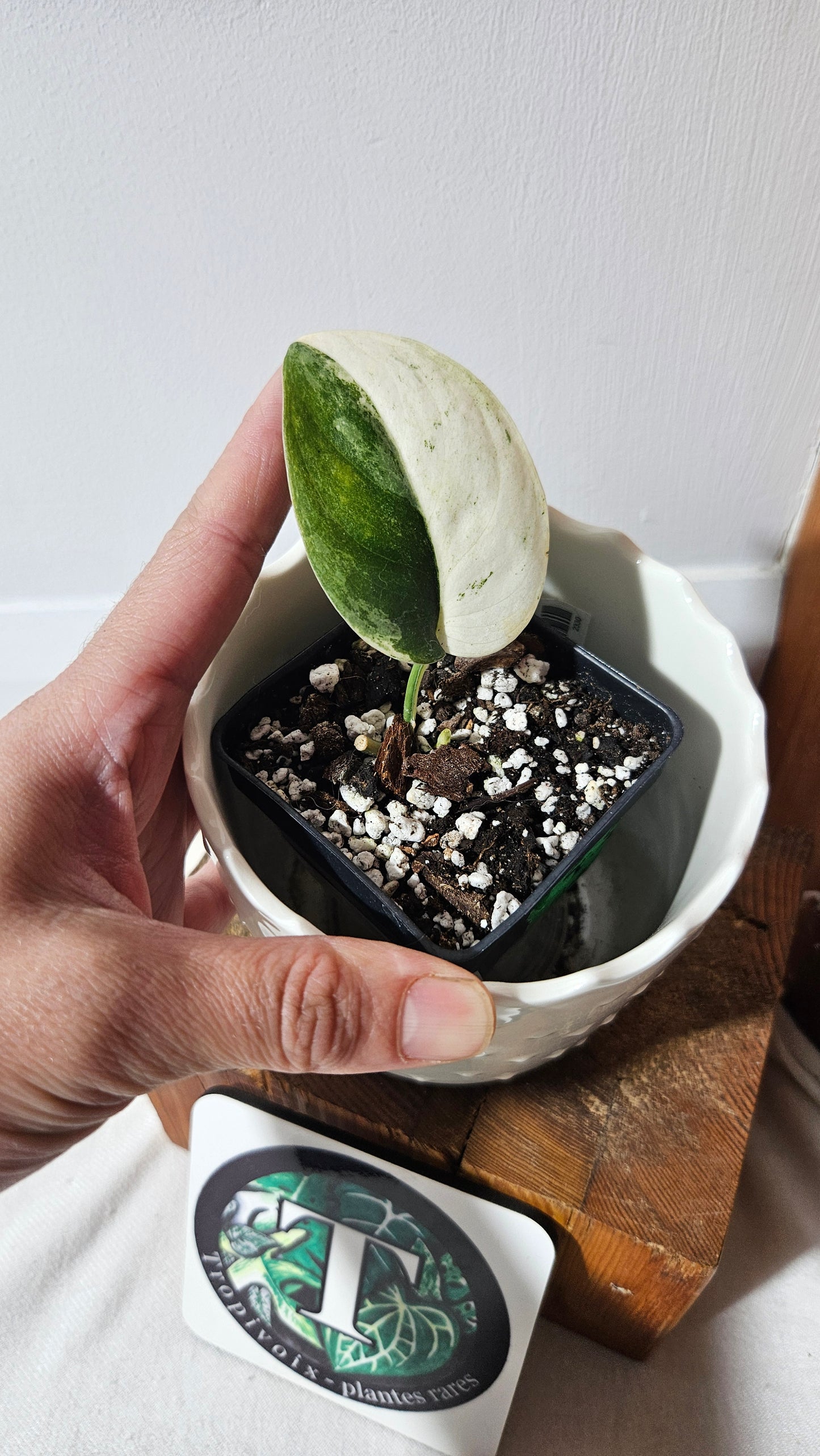 Scindapsus Silver Splash "Halfmoon" Variegata (SCI-1032)